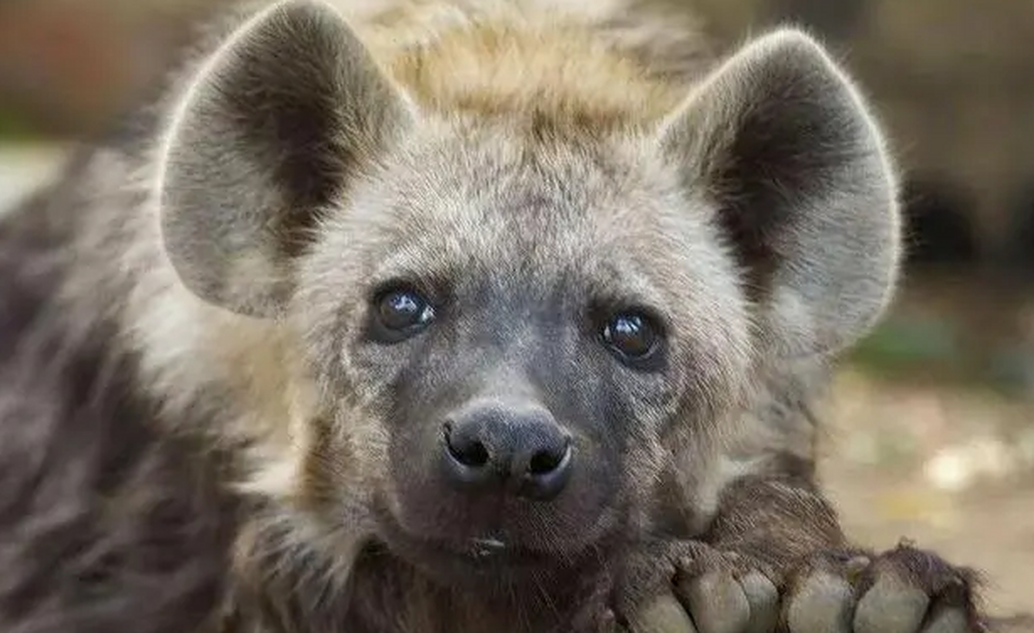 斑鬣狗獵捕動物,為什麼喜歡掏肛?