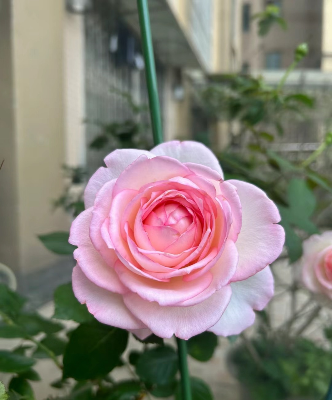 秋天,是月季花的第二个盛花期,这个品种名叫"乐天派",一个可以和切花