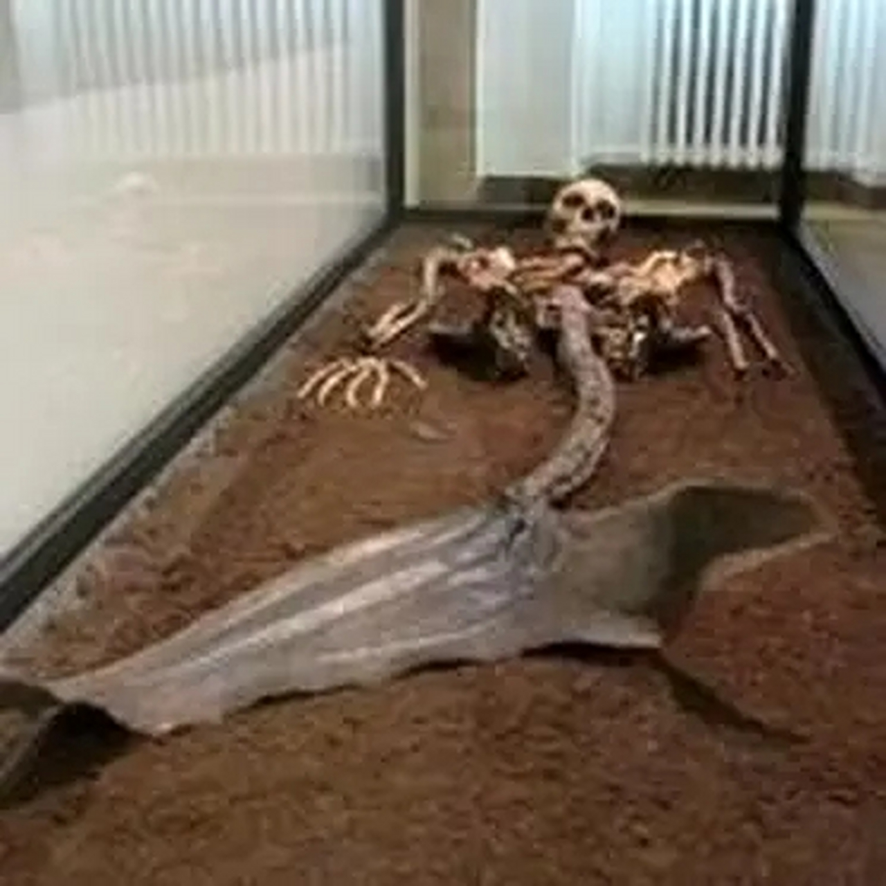 冰岛的工作人员,发现了美人鱼化石