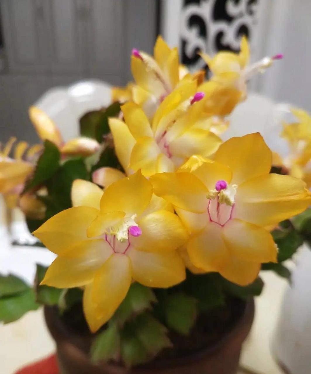 蟹爪兰"索菲亚",黄色系的优秀代表品种,花姿优雅,花色金黄金黄的,在