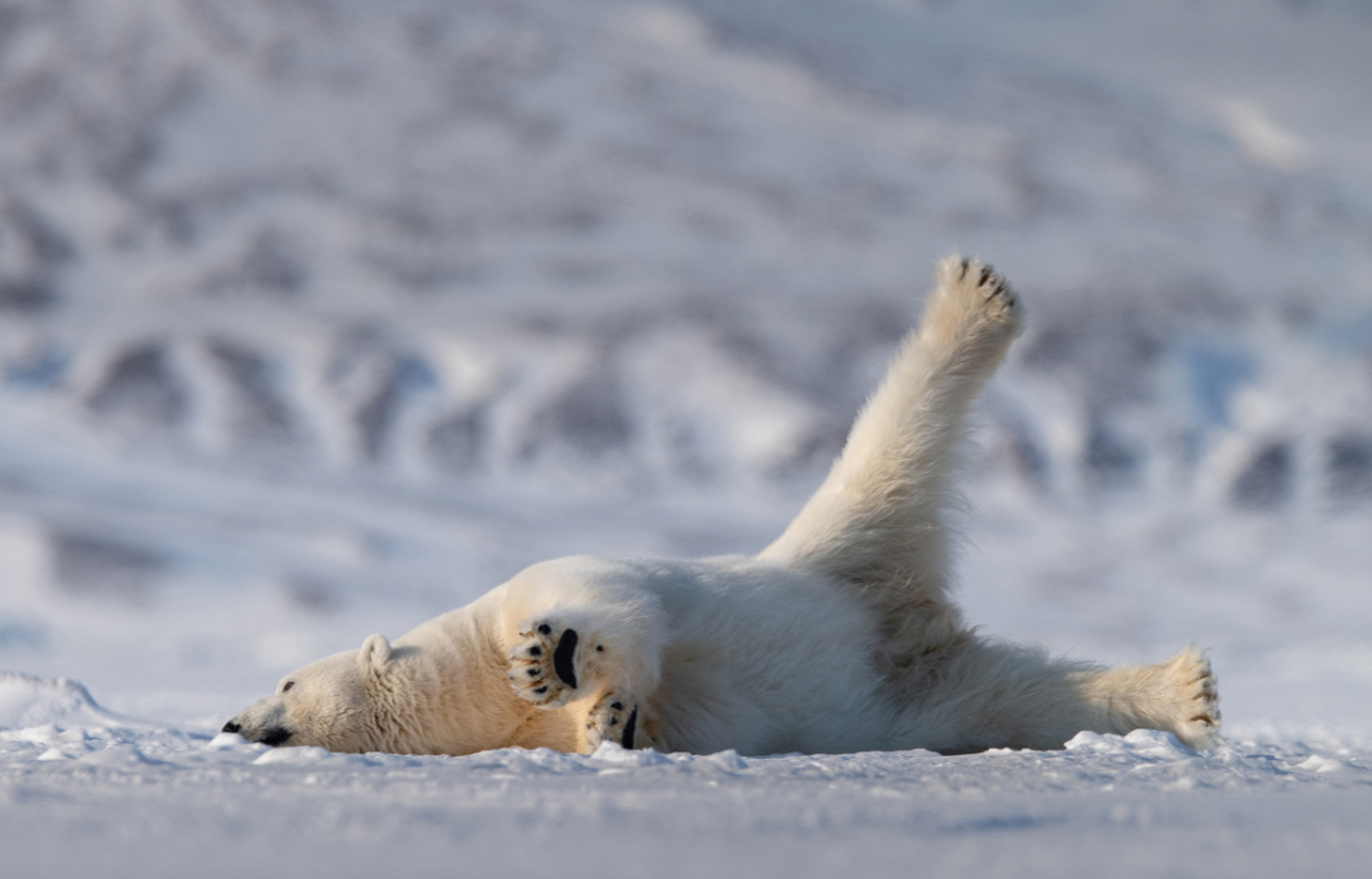 这头北极熊在雪地里撒欢呢,伸直着脖子,自然地撑开懒腰,生活悠哉悠哉