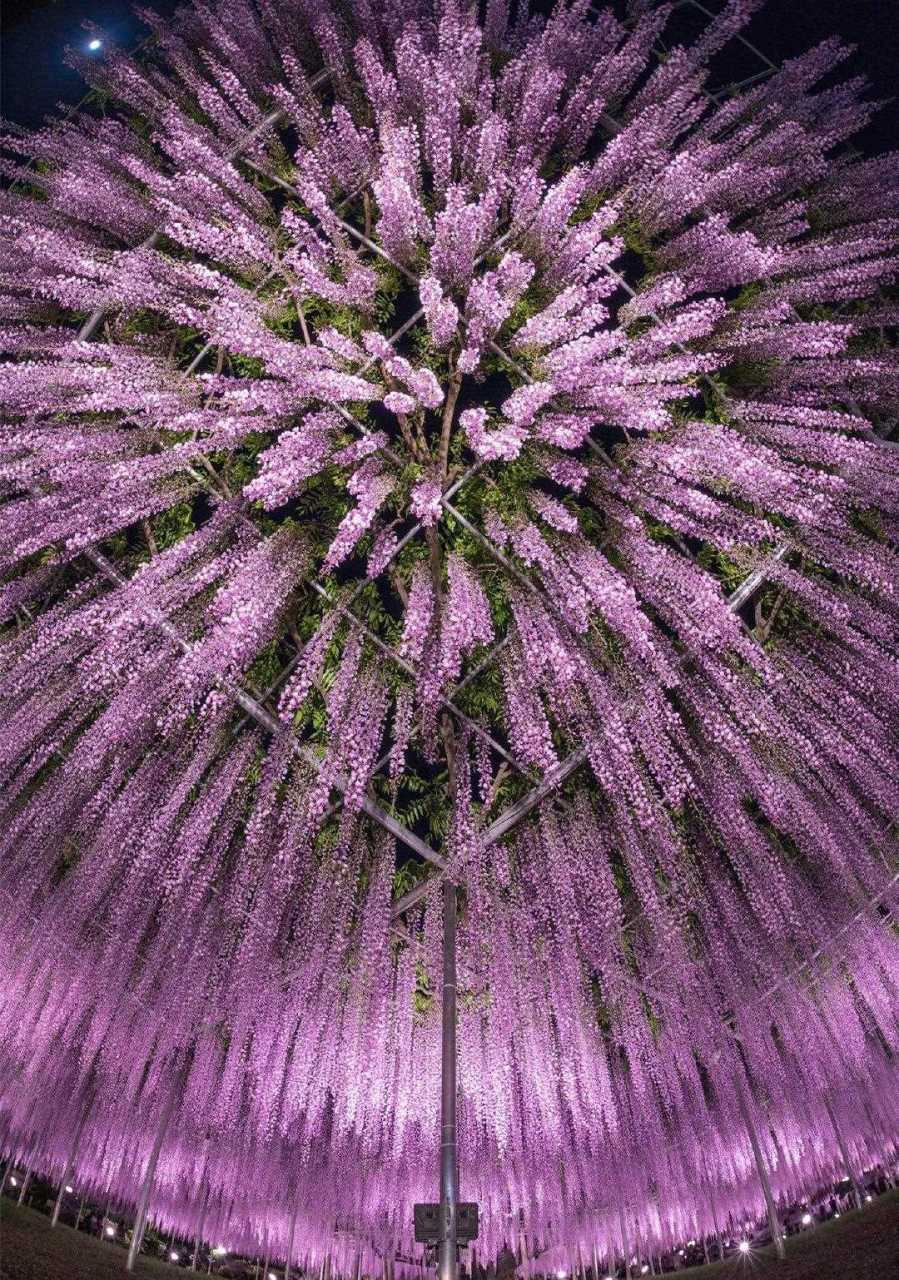栃木县的足利花卉公园里仿佛烟花一般的紫藤花[哇][哇][哇](twi:ryovu