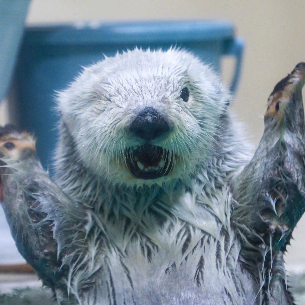 海獭  是水獭之中海生的一种水獭,小小的眼睛,肉肉的身体,揉起脸来让
