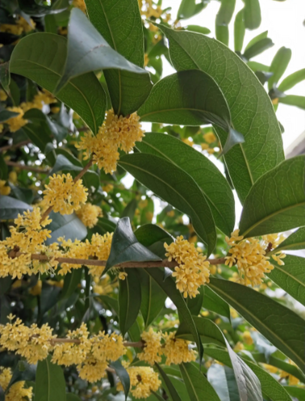 桂花是一种常见的花卉植物,其经济价值是非常高的,不仅有着较高的观赏