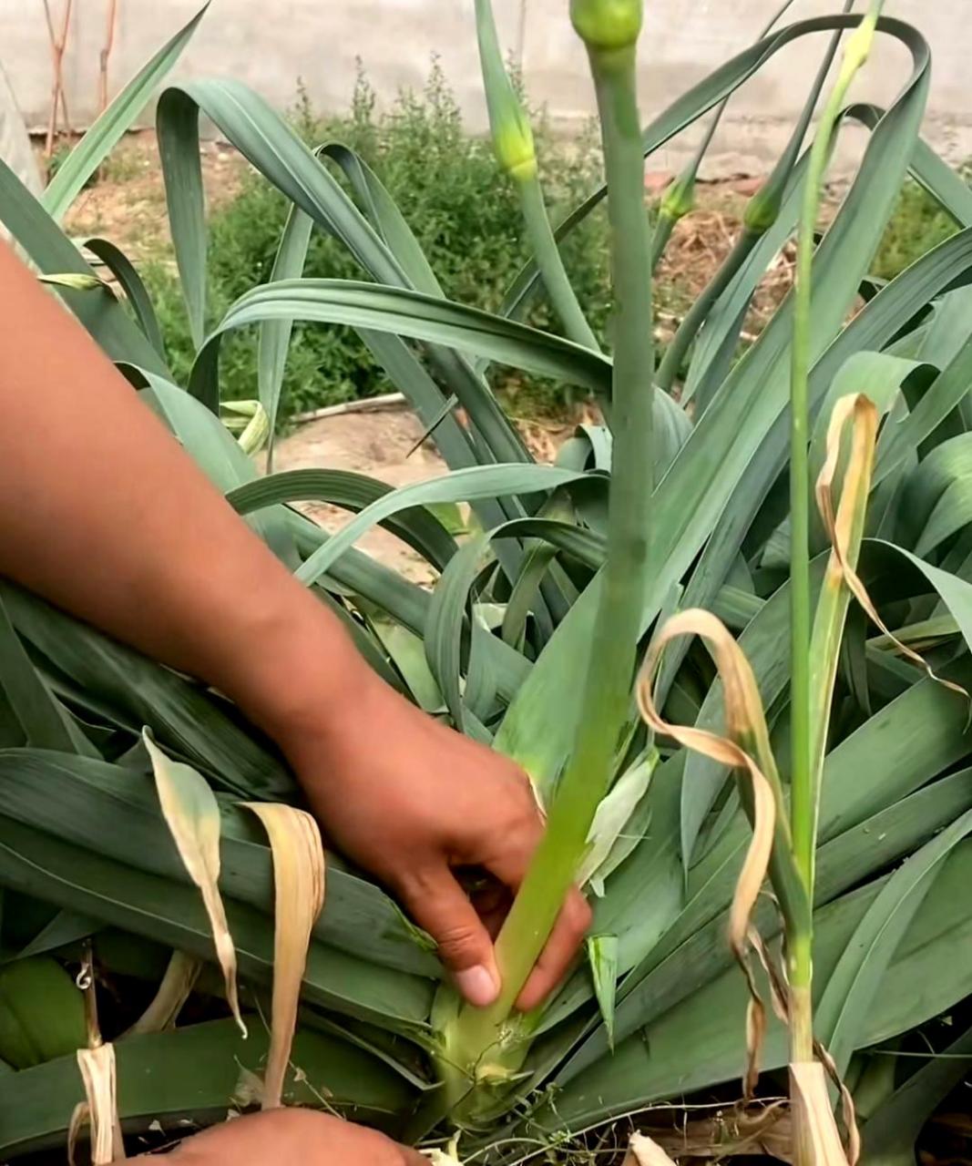 蒜苔怎么长的图片大全图片