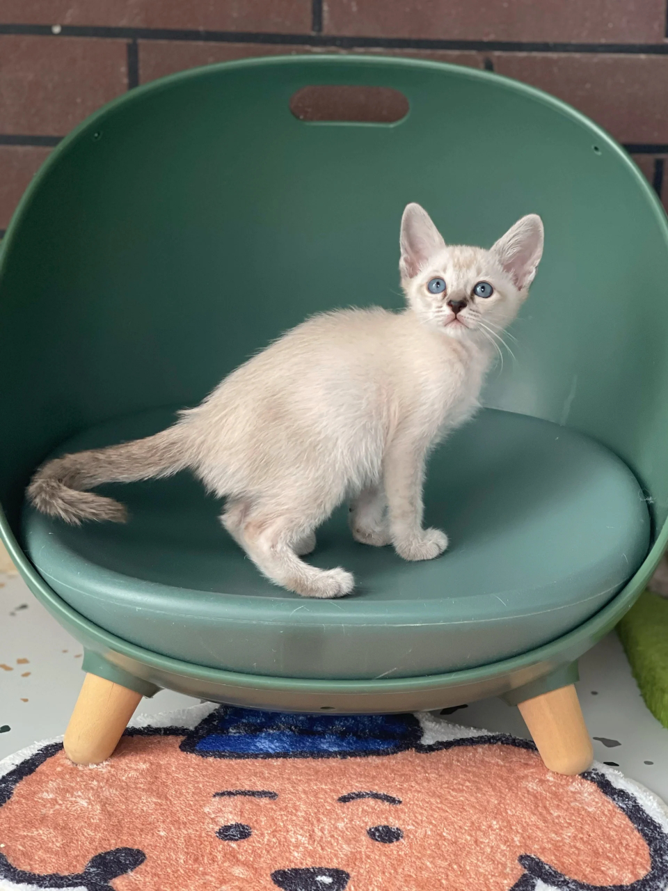 毛绒玩具x3|虎斑暹罗猫  喵～小可爱们,快来看看这些小猫!