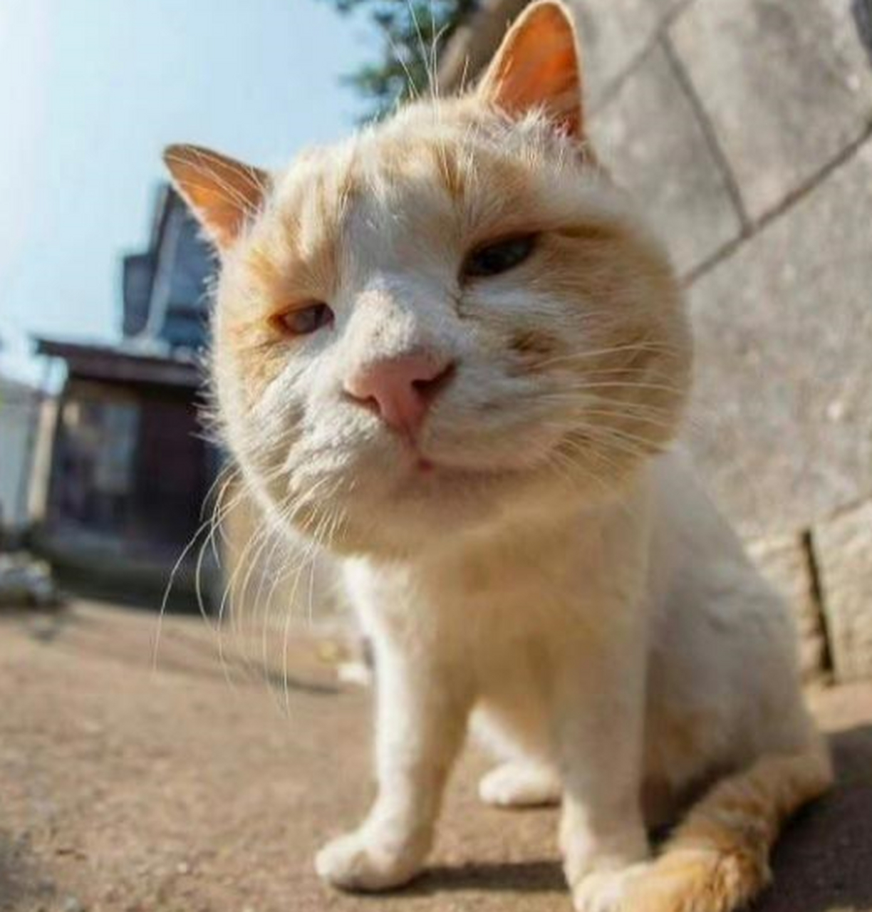 真的好喜欢这只大头猫咪,既懵而又冷漠的傻呼呼样子,太可爱了.