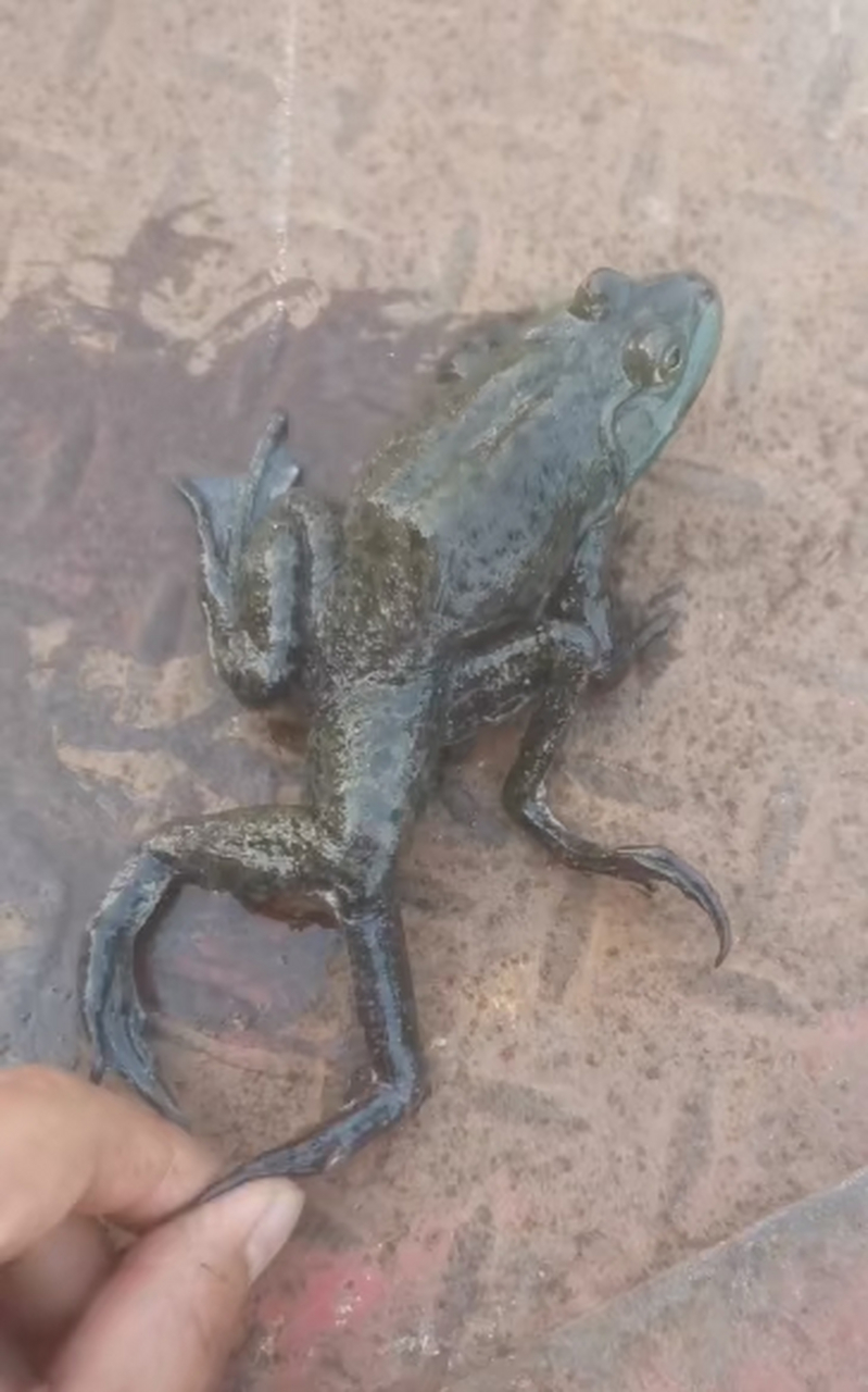 第一次见到六只脚的青蛙,这是变种了吗