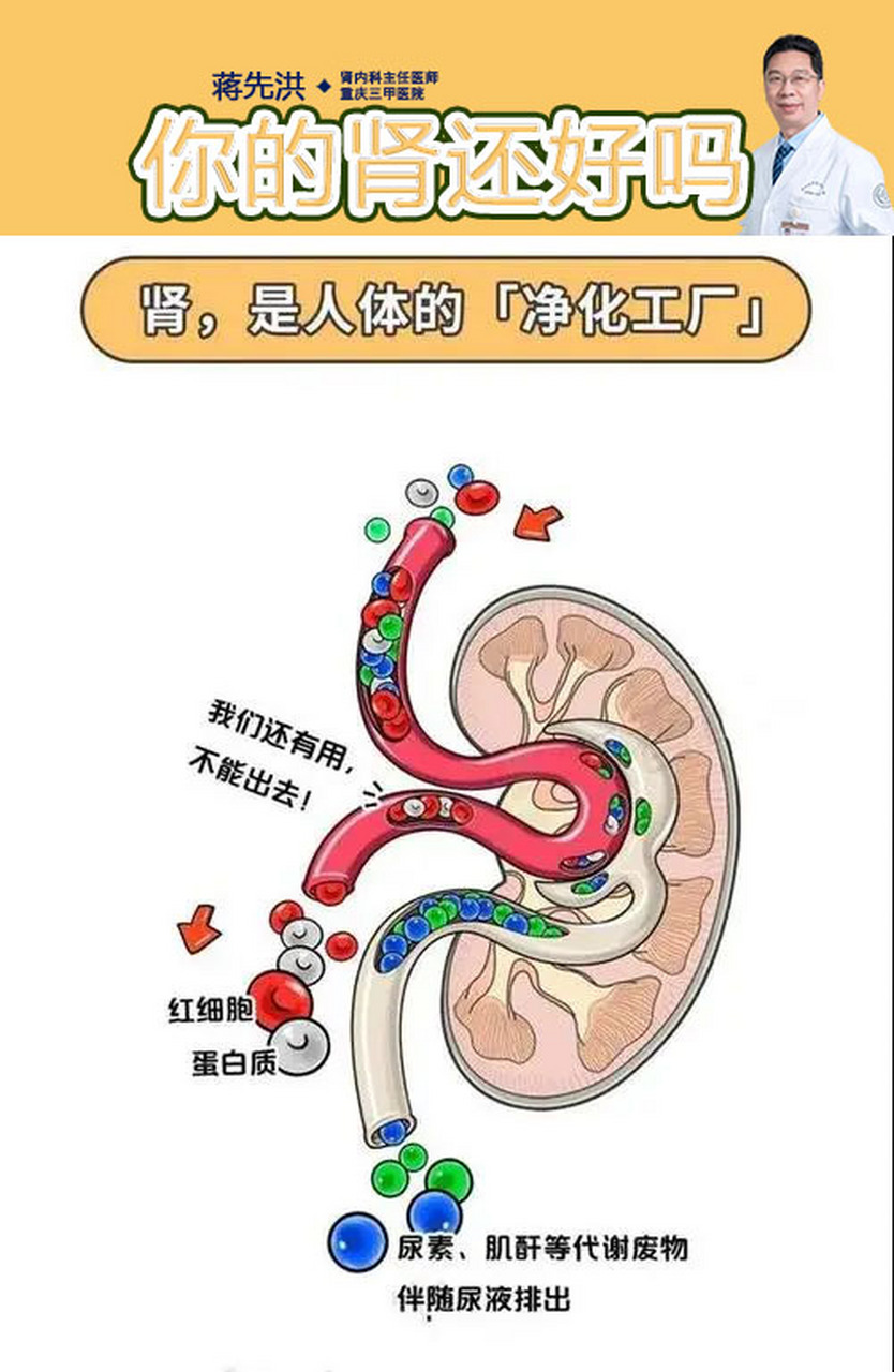肾脏就像是24小时工作的"净化工厂",是人体的主要排泄器官.