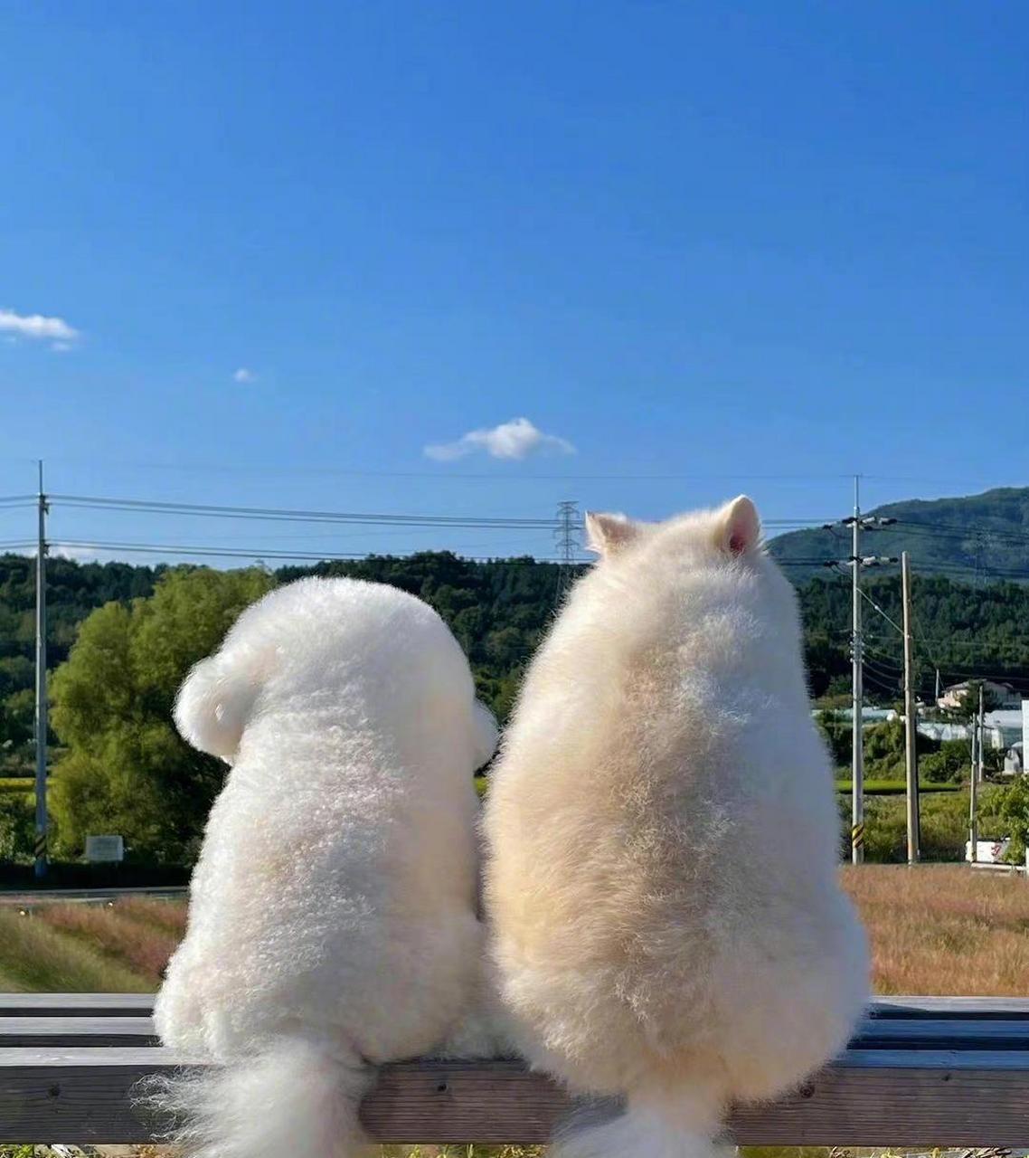 网友:两只小狗狗坐在一起看风景,这画面过于可爱了.