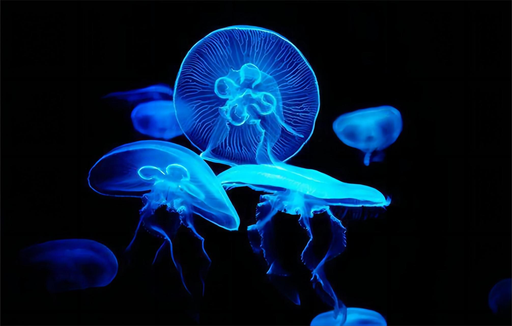 海洋深处的光之奇观:生物发光现象       在海洋深处,有许多生物能够