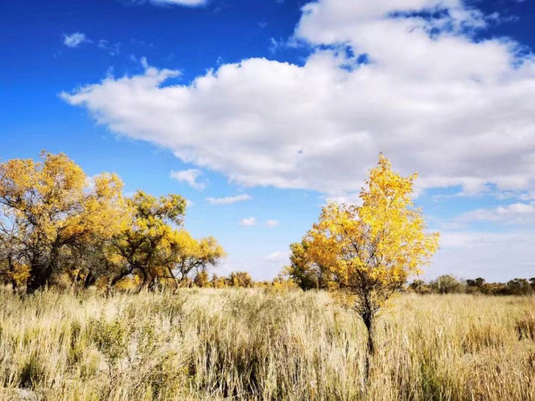 九月动态激励计划# 生而千年不死,只属于秋季的胡杨林——乌尔禾