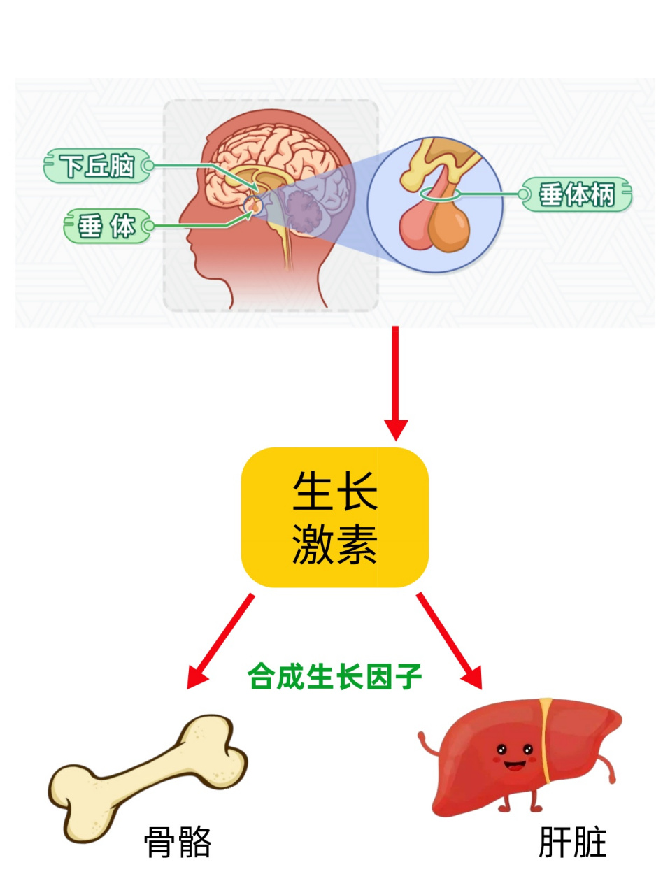 生长因子偏低,孩子身材矮小怎么办?这个办法有助于孩子追赶身高!