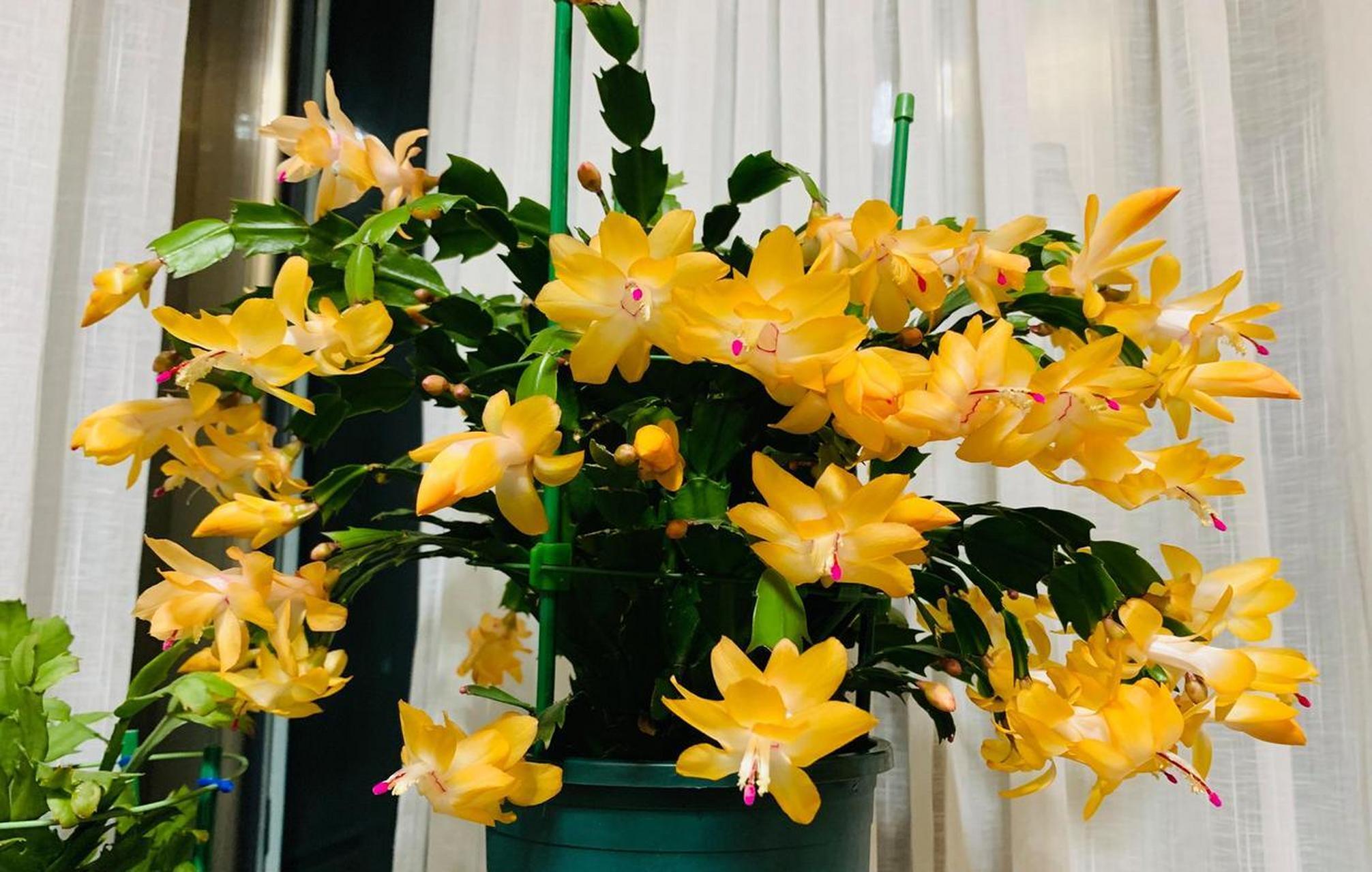 蟹爪兰"索菲亚",黄色系的优秀代表品种,花姿优雅,花色金黄金黄的,在