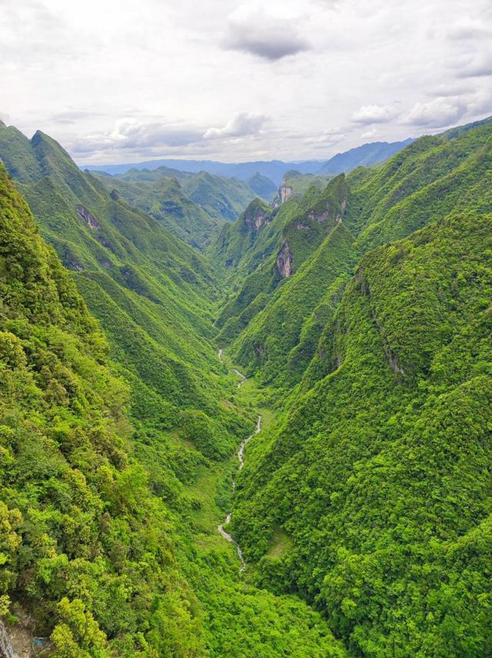 巴山大峡谷山势奇特,河水清澈,溶洞成群,动物多而珍贵,植物丰富而罕见