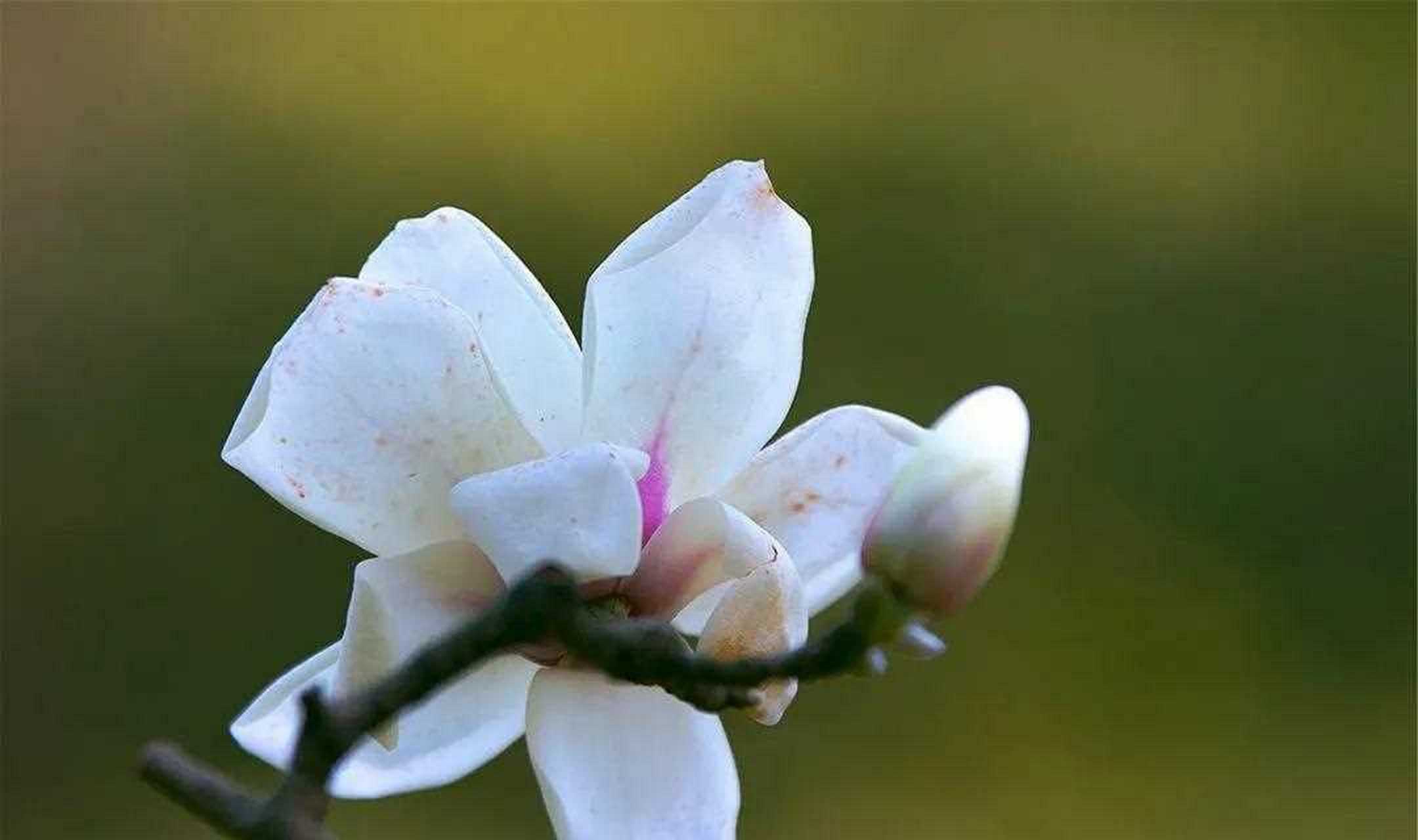 玉蘭花花朵很是美麗,而且香味很是迷人,它的花語是