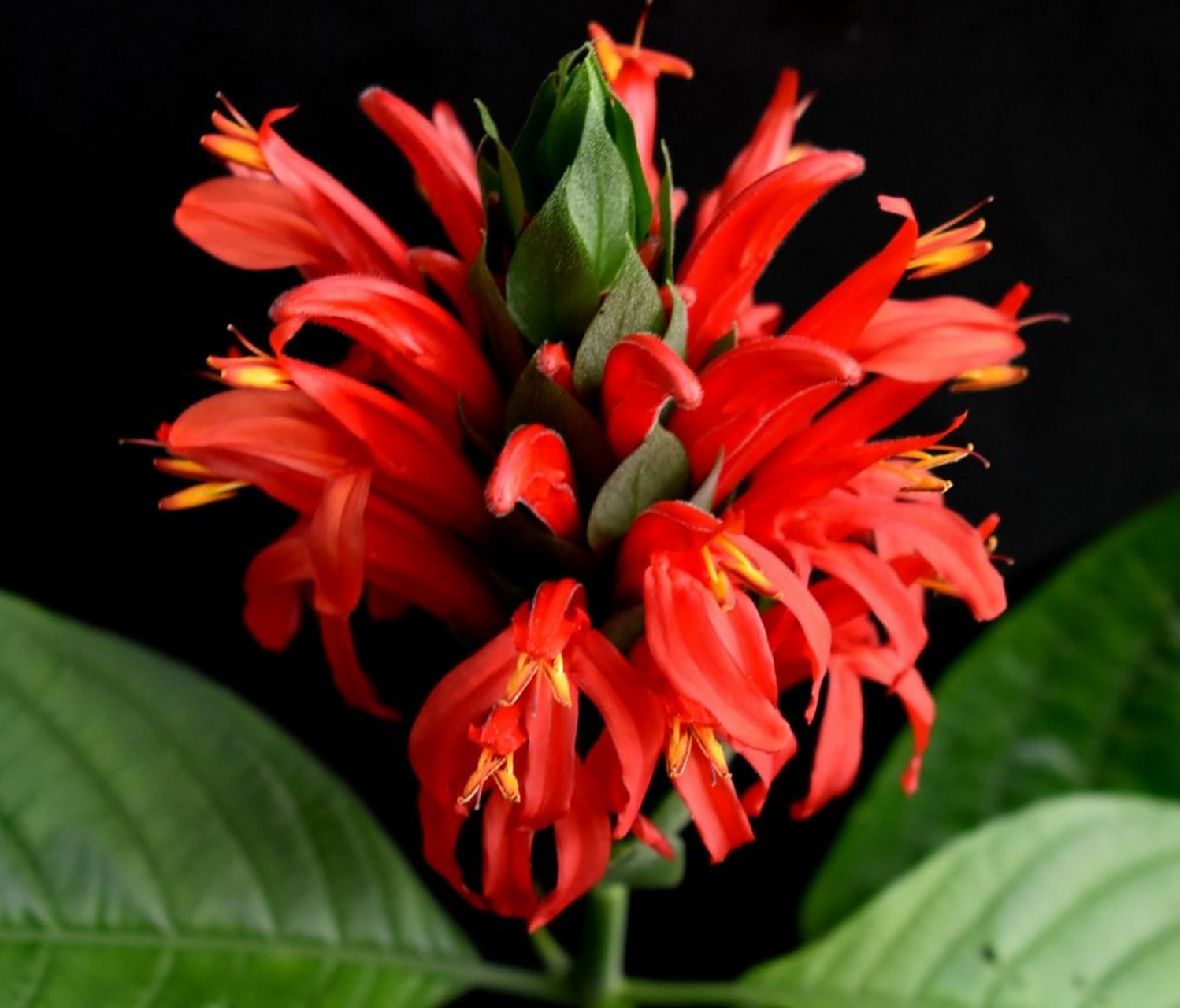 怎样养护好一盆盆栽珊瑚花?