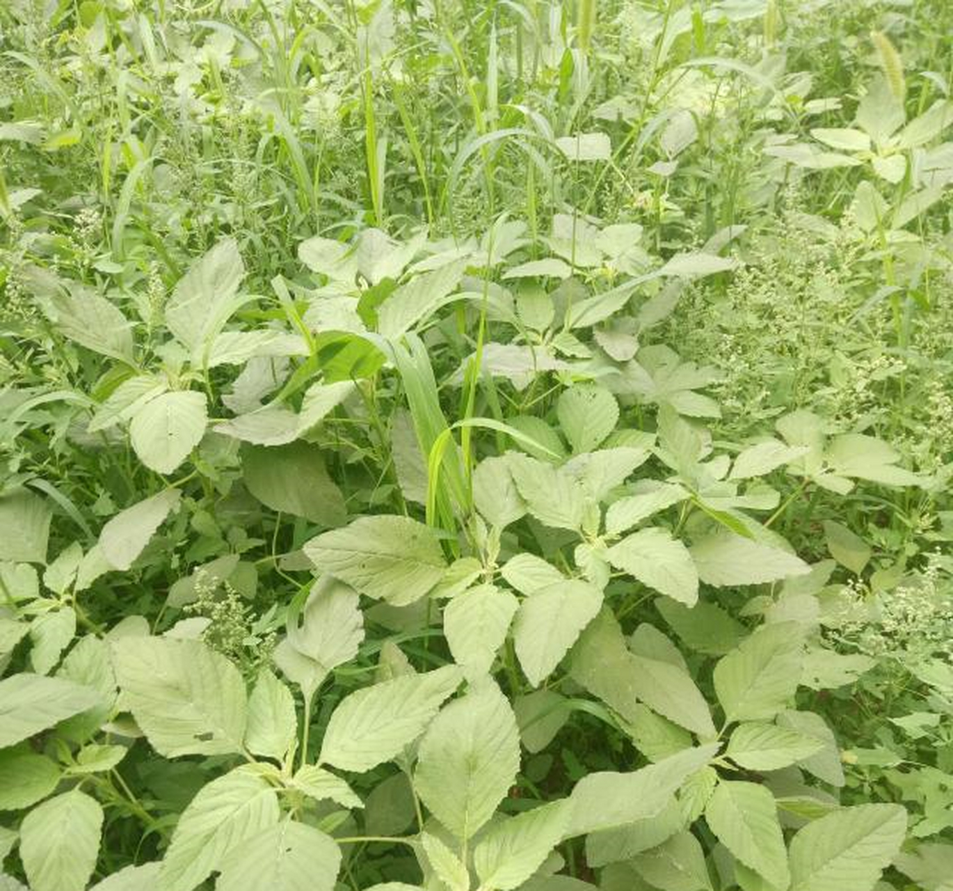 乌发补钙,夏季就吃黑芝麻人生菜