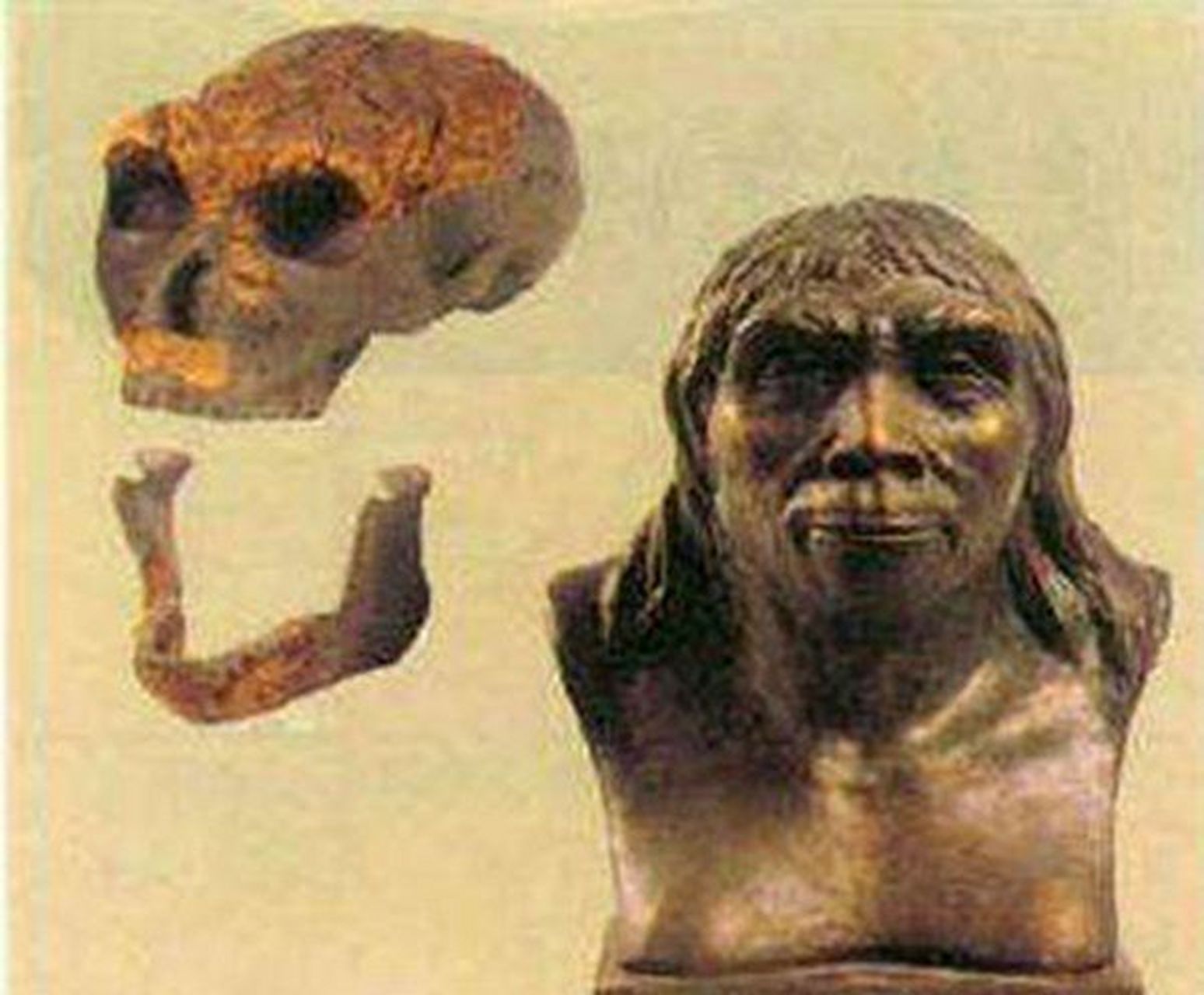 蓝田人(学名homo erectus lantianensis)是中国的直立人化石.