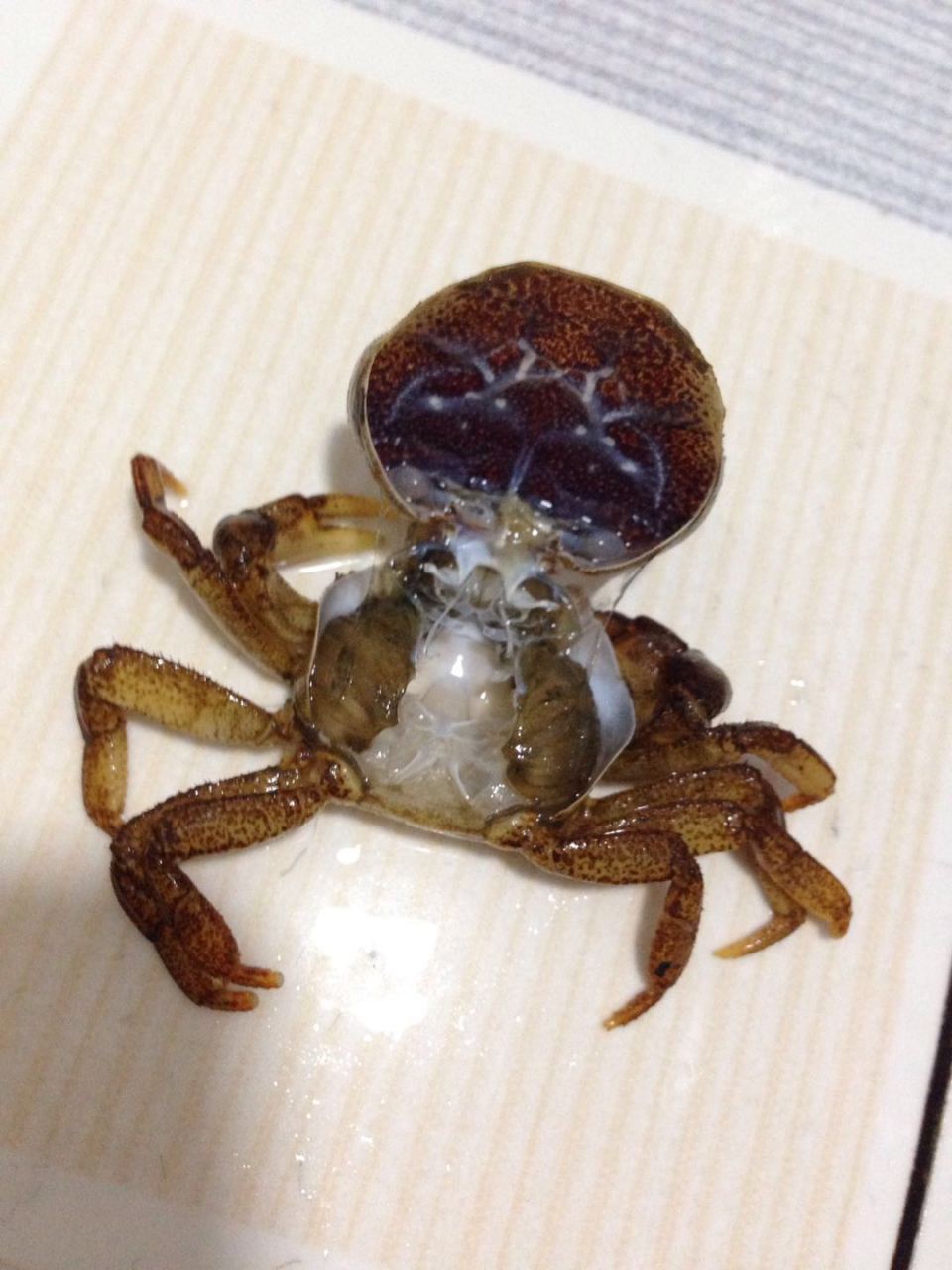 螃蟹壳软的怎么回事?螃蟹褪壳千万别大意,否则损失惨重