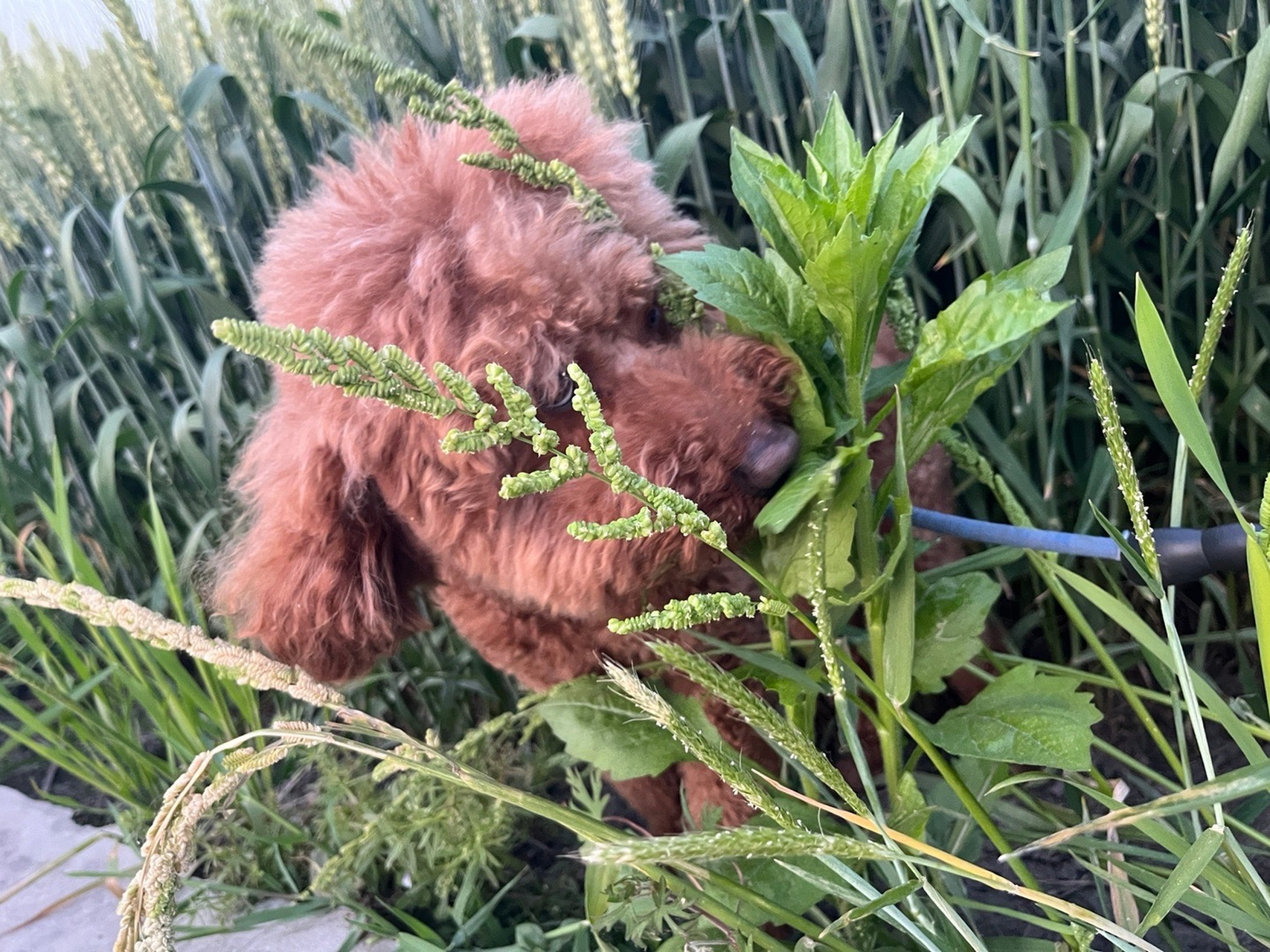 塔子和塔二最喜歡在鄉下,塔子最愛在田邊吃草#鄉下