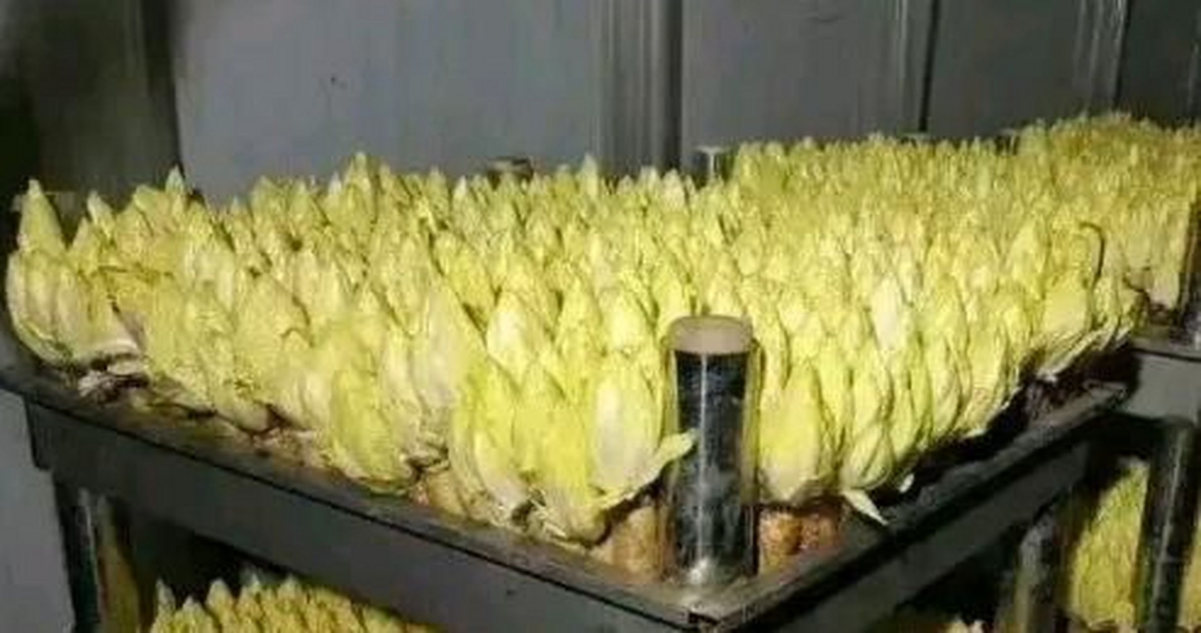 看到现在的娃娃菜种植,不寒而栗!