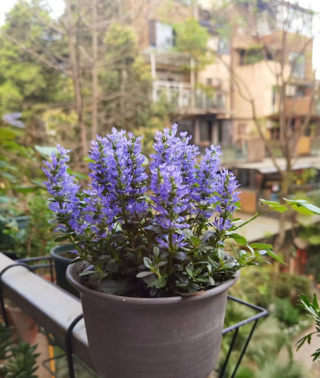 阳光,院子光照不多的,建议养这种花——姬十二单筋骨草,一种耐阴,耐寒