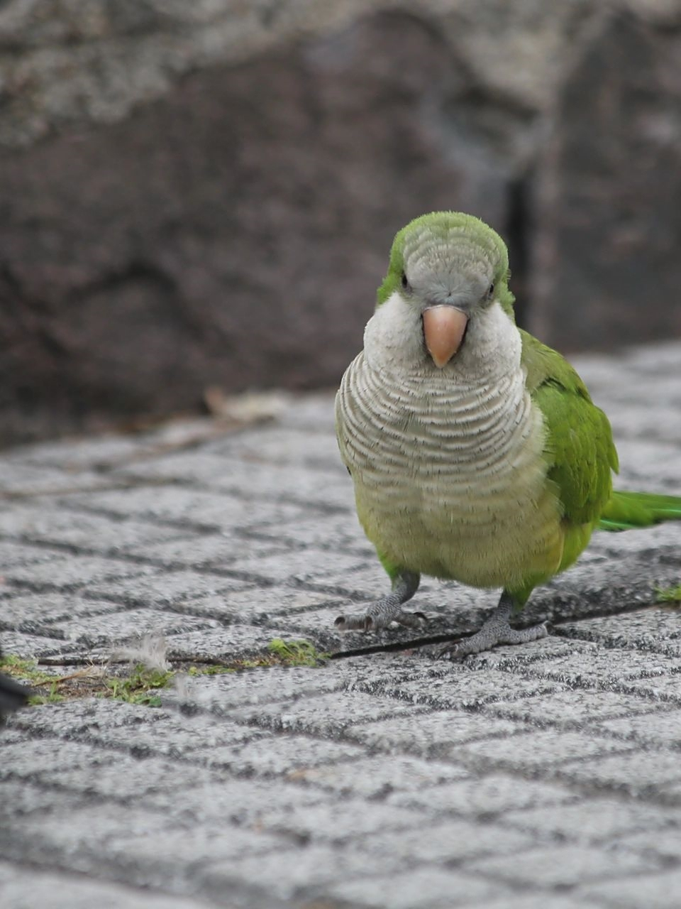 阿根廷街头拍到的和尚鹦鹉!
