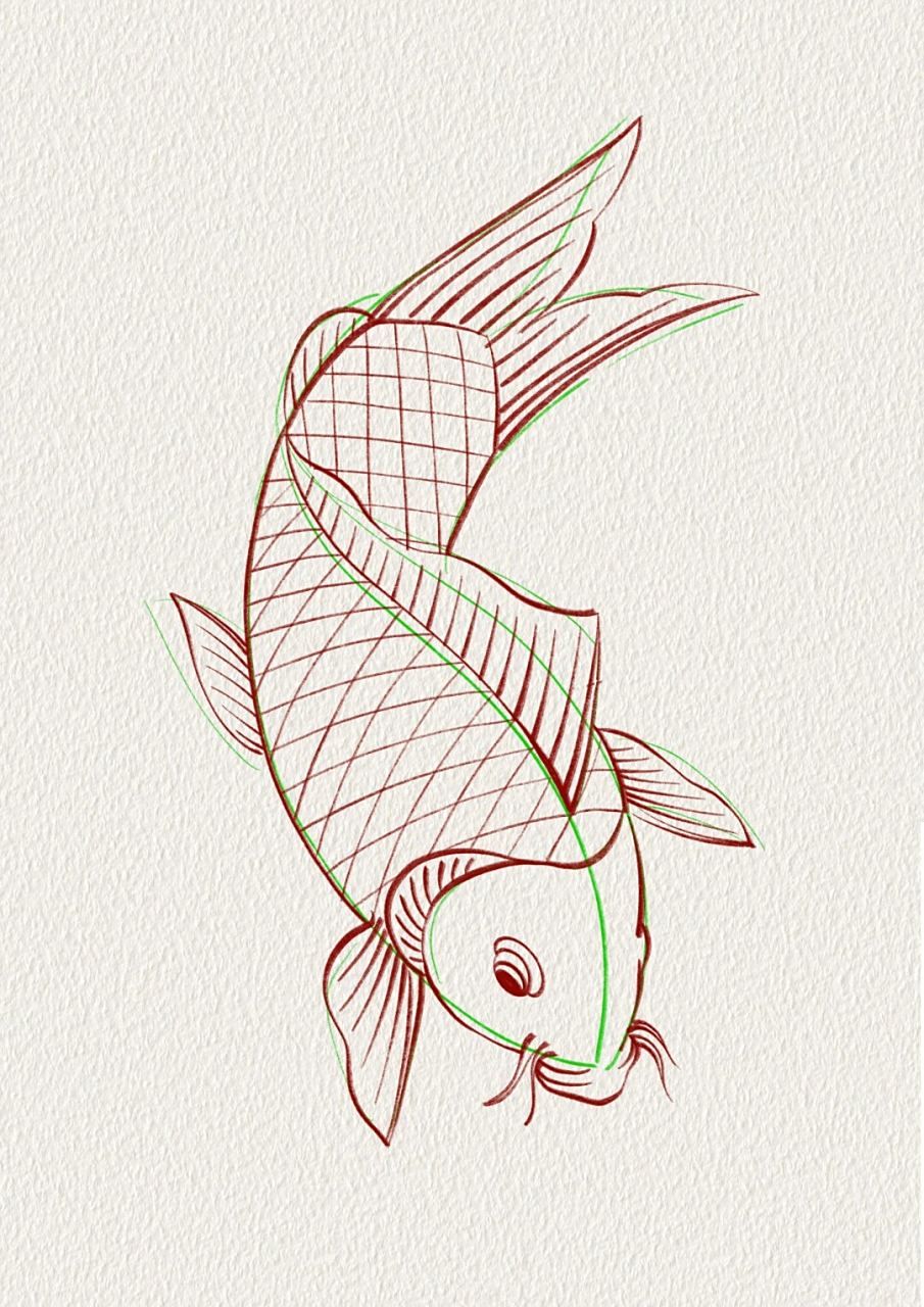 鲤鱼的画法  画鲤鱼时,可以将其分为三个部分:头部,身体和尾部.