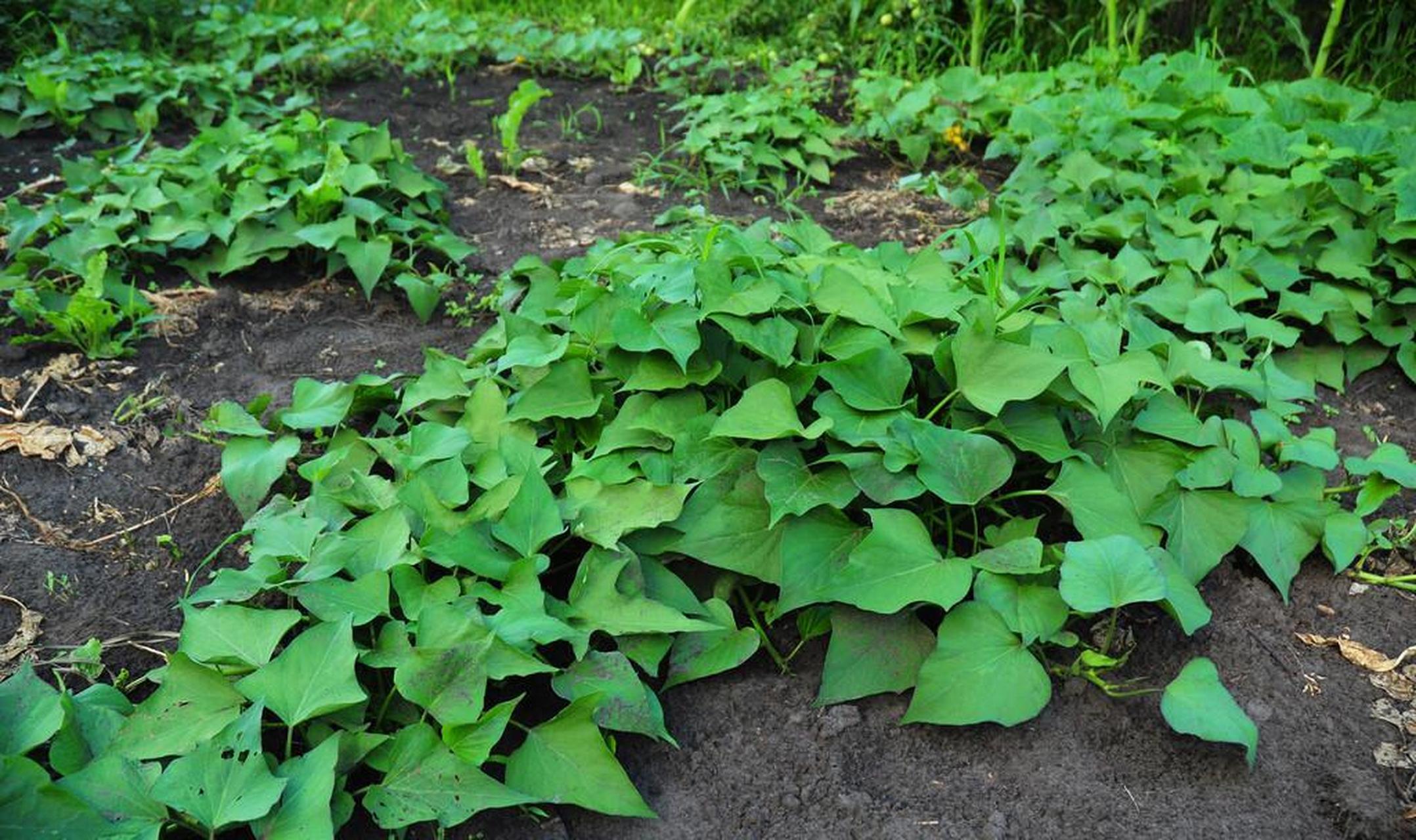 红薯是一种根茎类作物,是富含营养的植物之一.