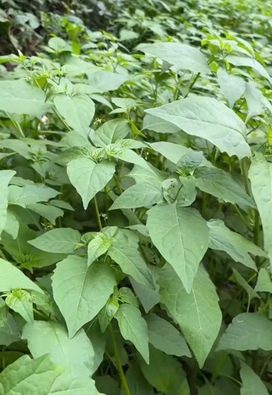 野菜花花菜图片及功效图片