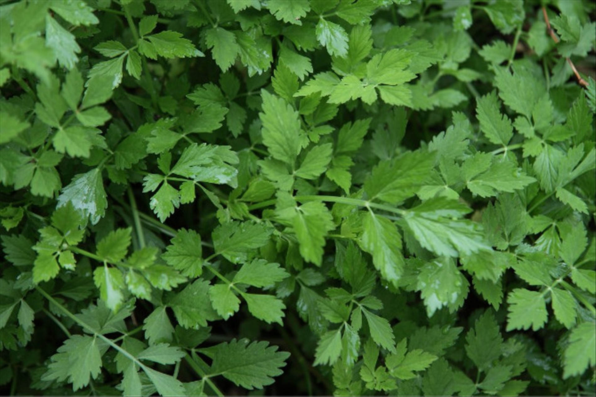水芹菜,多年生草本植物,别名:野芹菜.