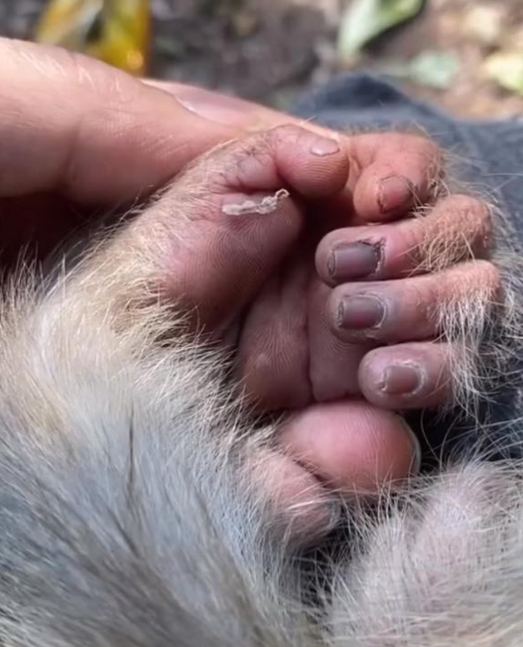 猴子手掌照片图片