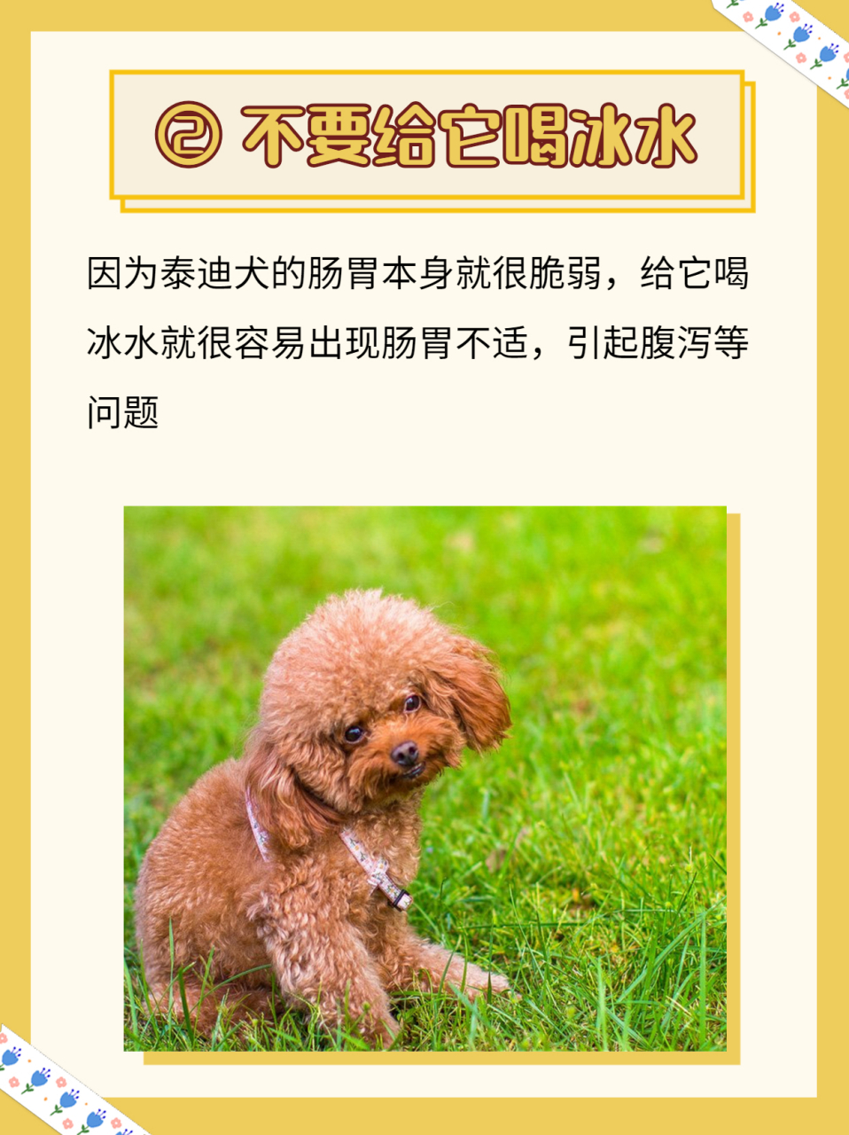 高温季节,养泰迪牢记"6不要"!#狗狗