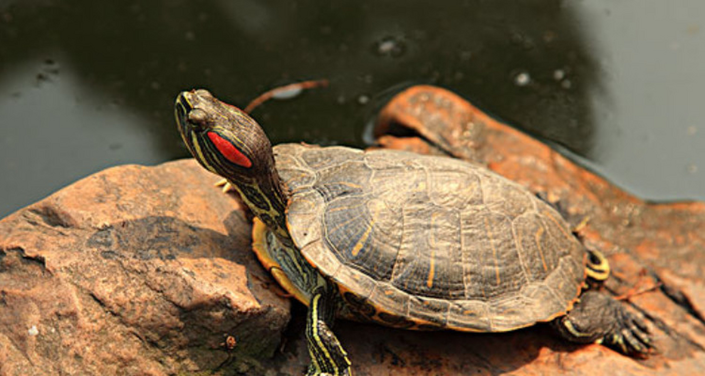 生态系统的破坏  巴西龟是外来物种,它们通常以藻类,水生植物,小型无
