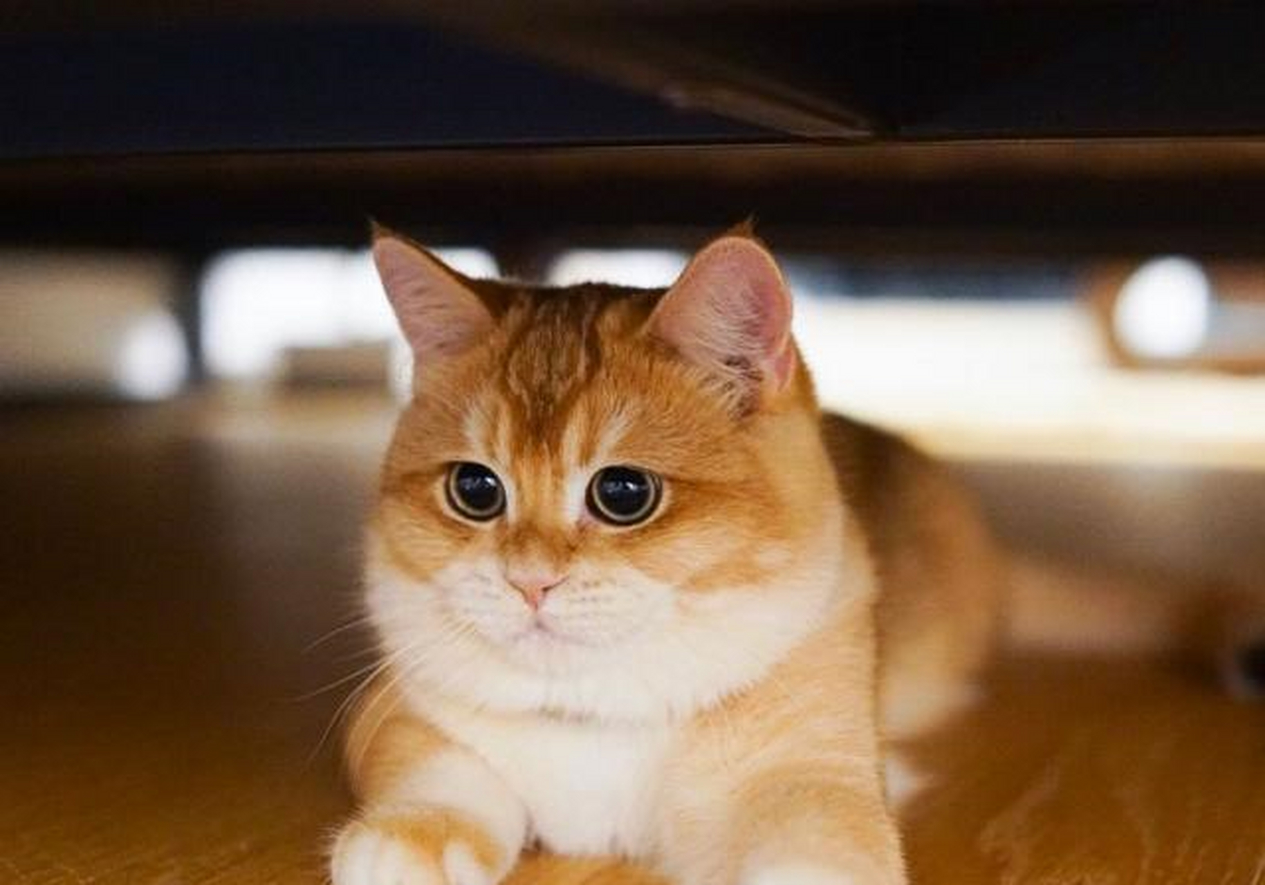 金色英国短毛猫 一团燃烧的小火球[?