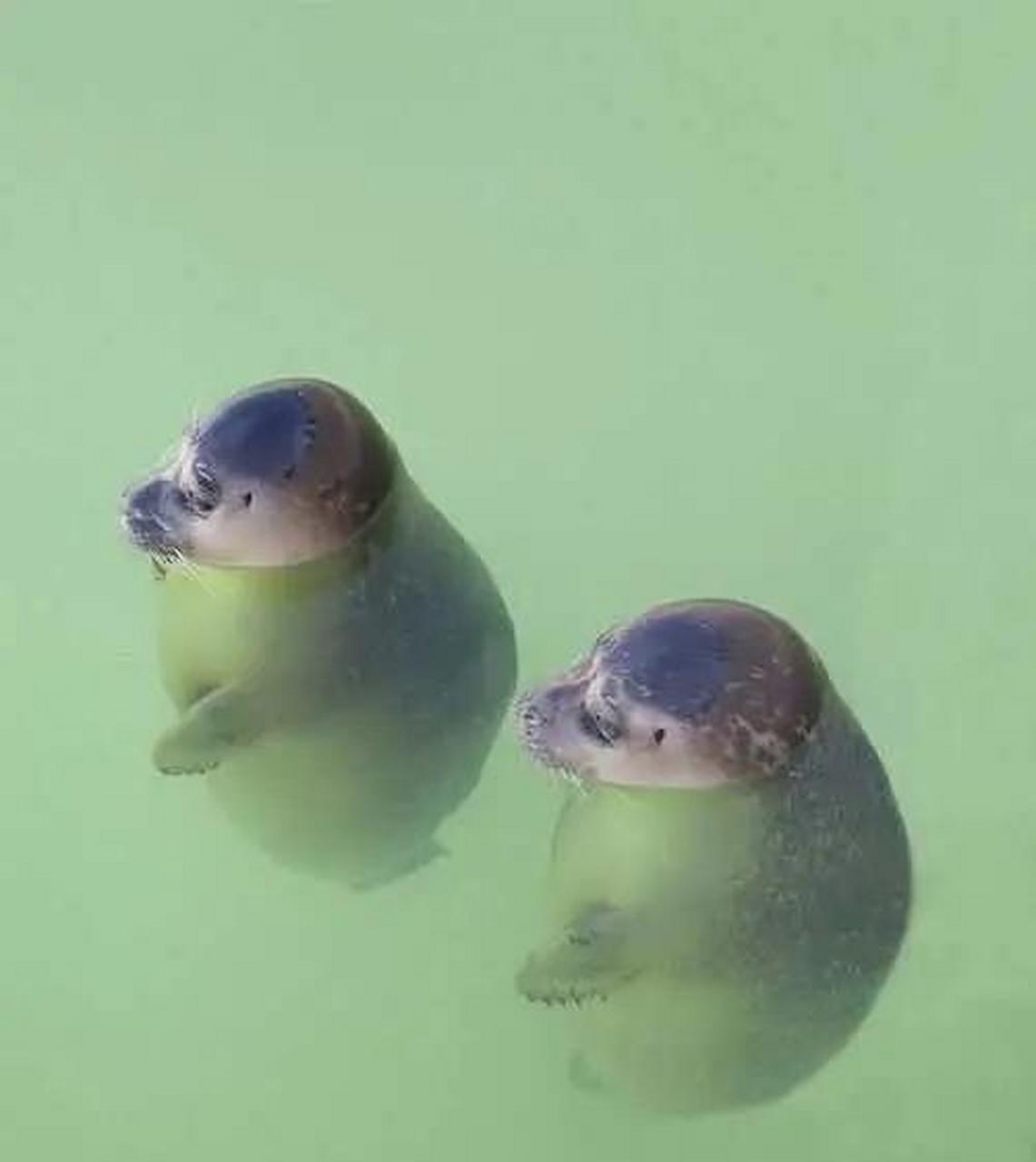 睡觉的小海豹好可爱哦!