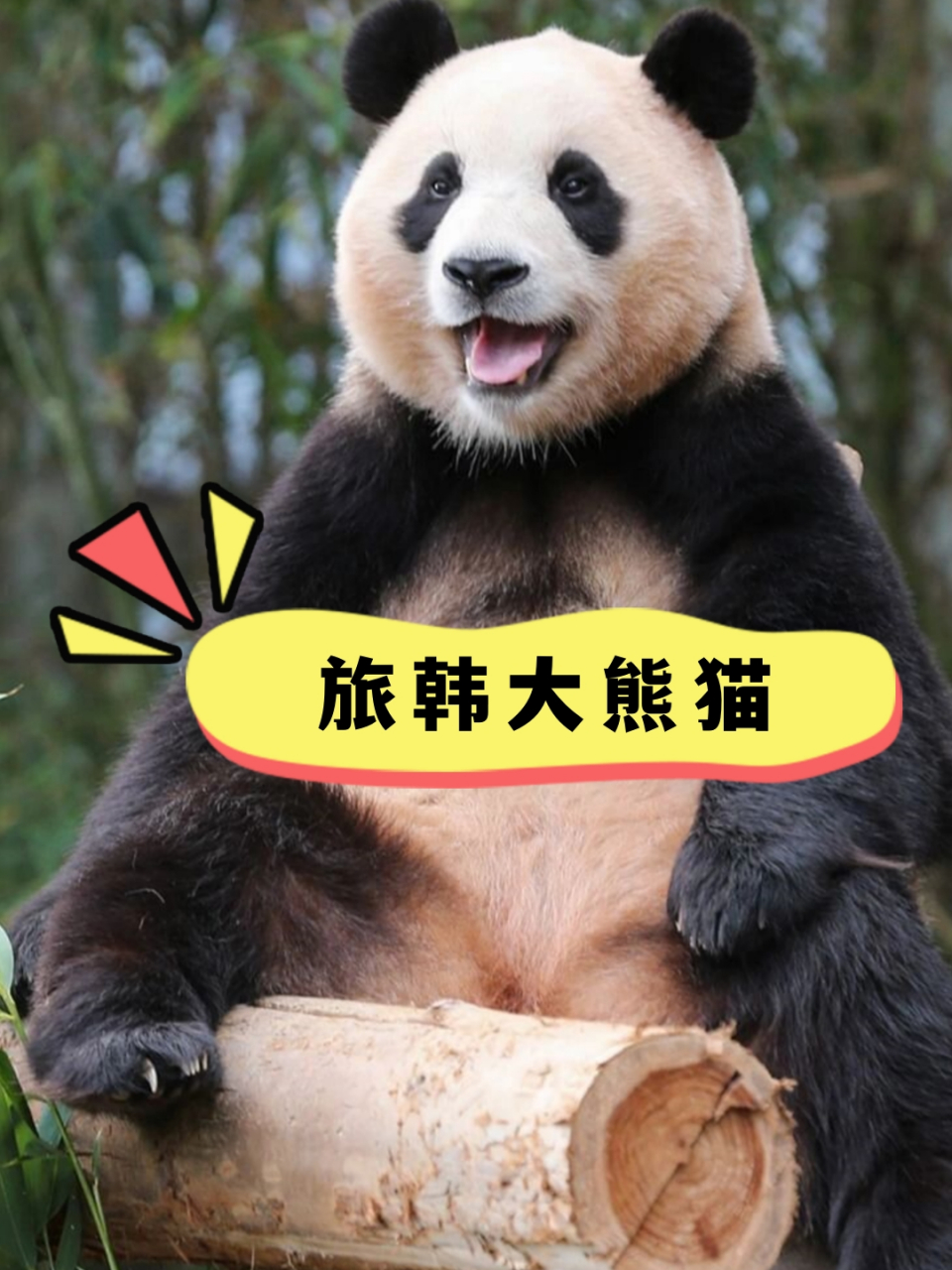 旅韩大熊猫  爱宝乐园官方更新福宝照片,展现可爱宝宝魅力 随着秋天的