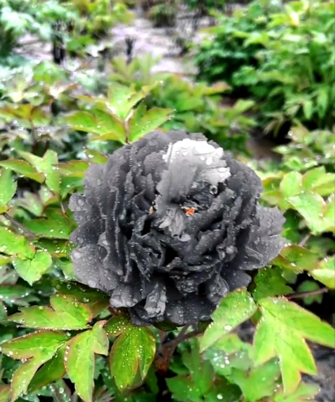 这可能是传说中的黑罂粟花!