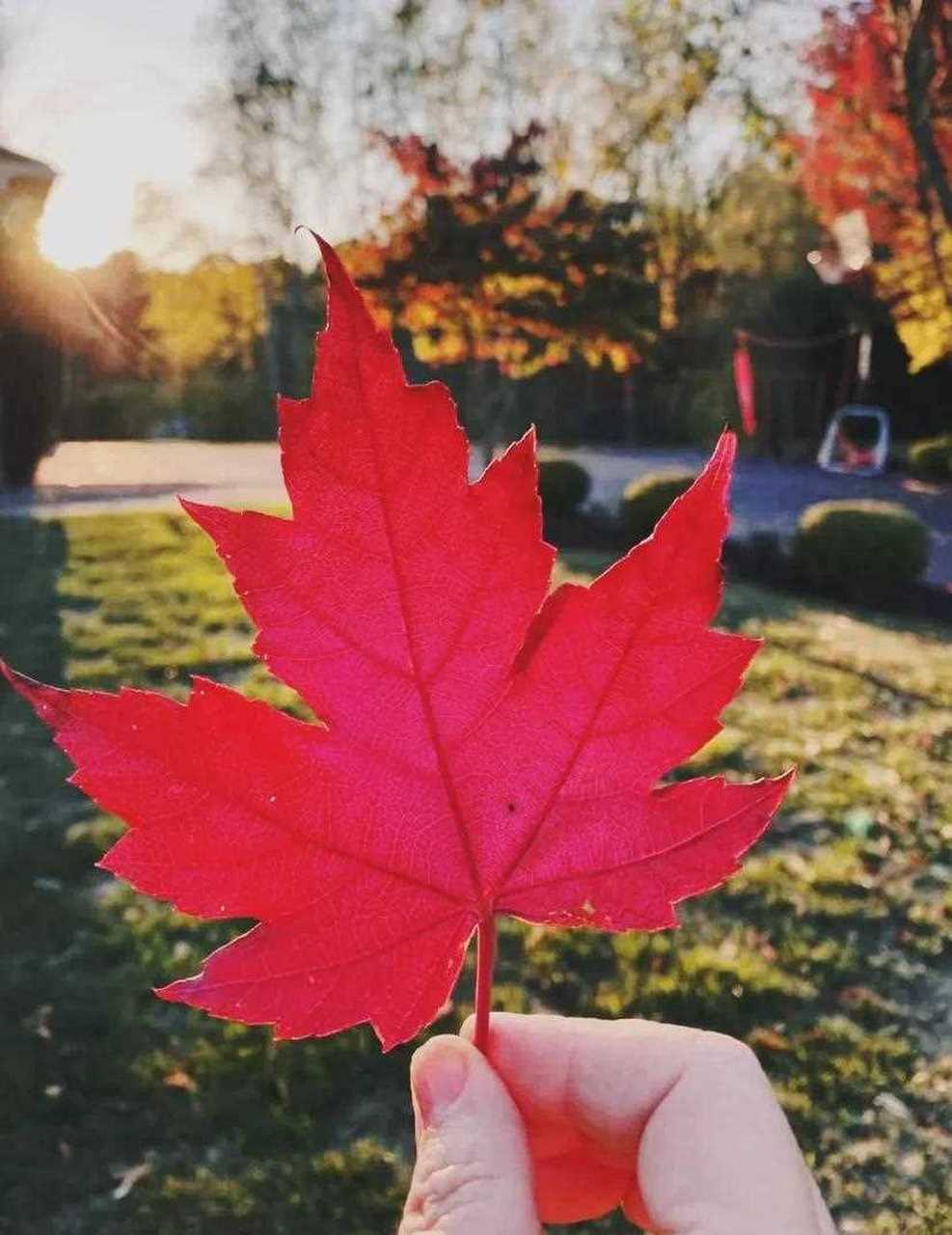 一枚紅楓葉紅似火,紅彤彤煞是好看,紅楓葉是秋的祝福,也象徵著鴻運高