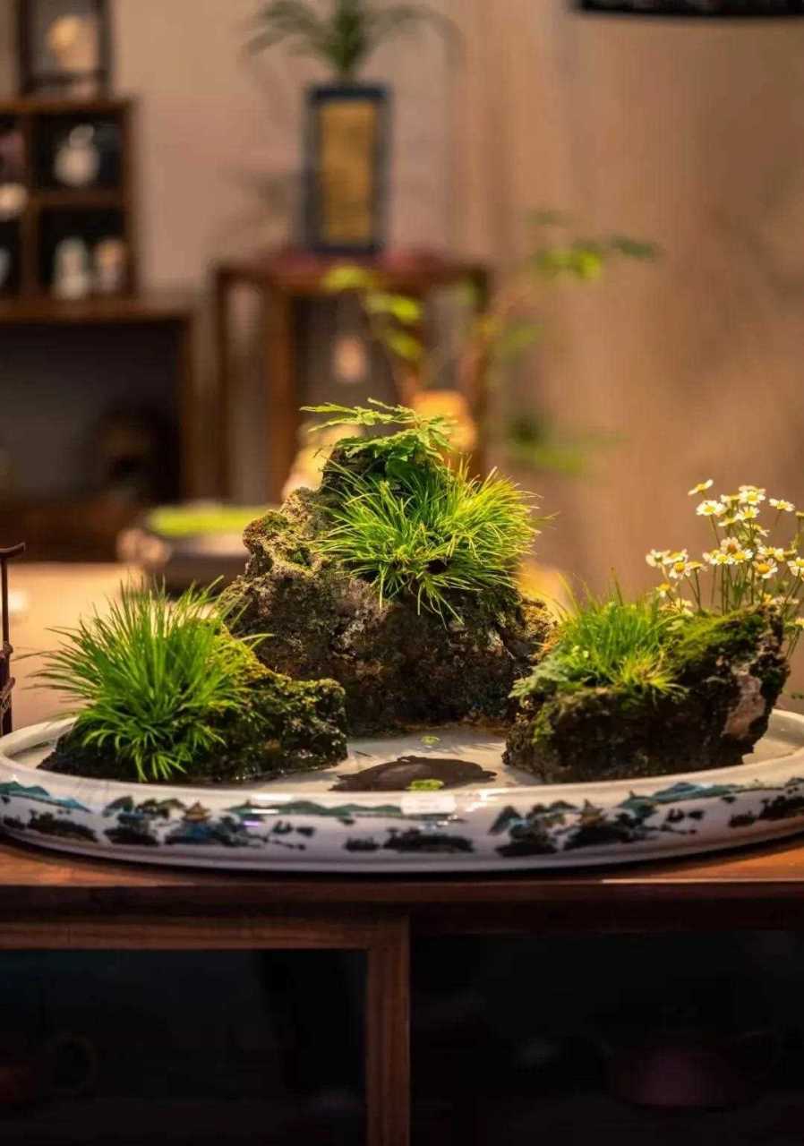 菖蒲盆景佳作欣赏      菖蒲,小巧葳蕤,一丛并发,盘根错节,叶纤茎细