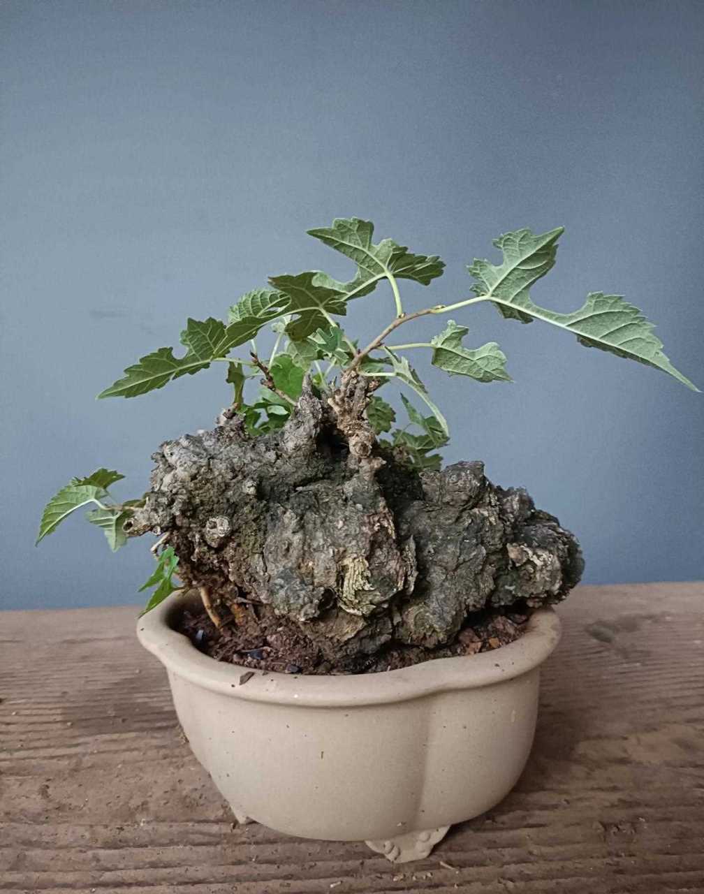 矮霸构树 带盆160