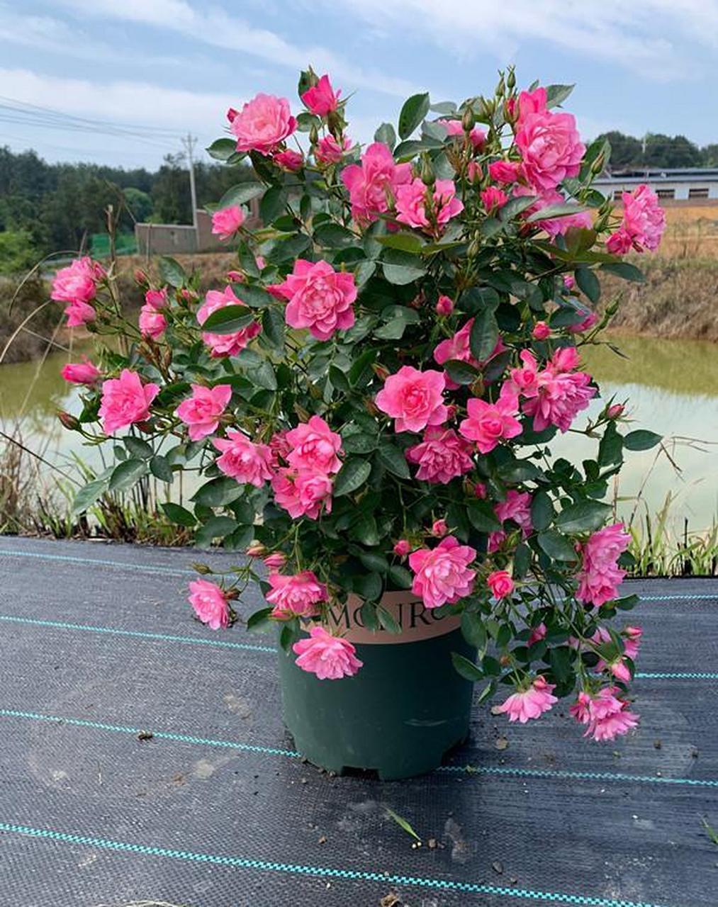 天荷繁星,最适合新手养的月季花之一,属于微月,高只有30-40公分,小盆