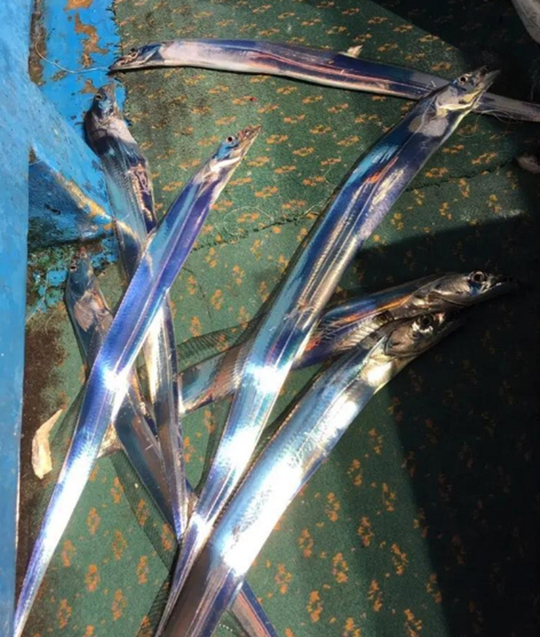 活着的带鱼真好看,闪闪发光的