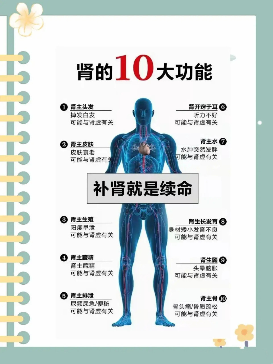 肾的十大功能------养肾续命!