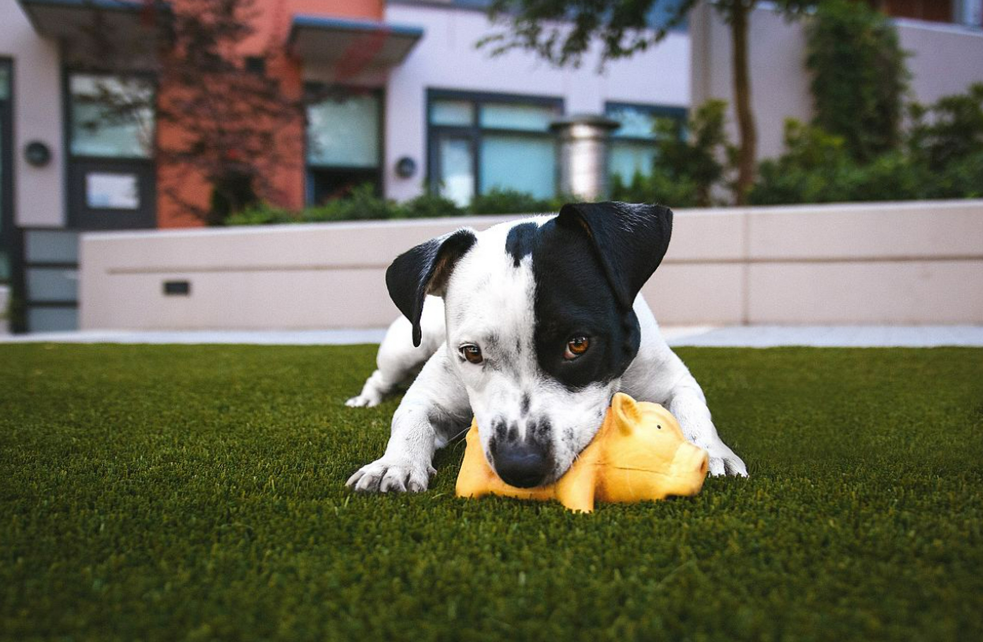 法国斗牛犬:它们通常具有友善,温暖和的性情,不需要太多的运动量