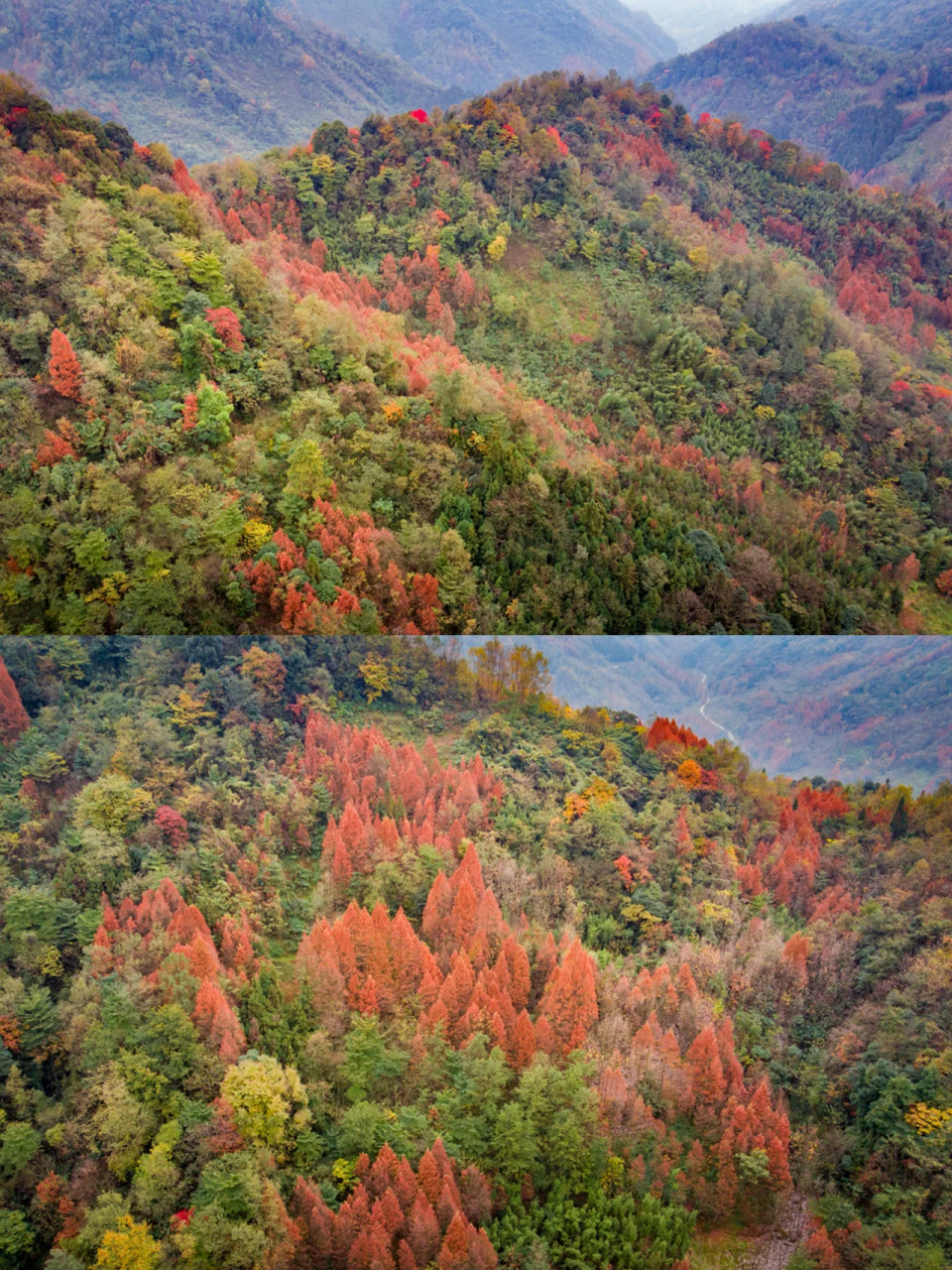 成都周边秋色图鉴-崇州金凤山  金凤山位于成都市崇州三郎镇,只需约1.