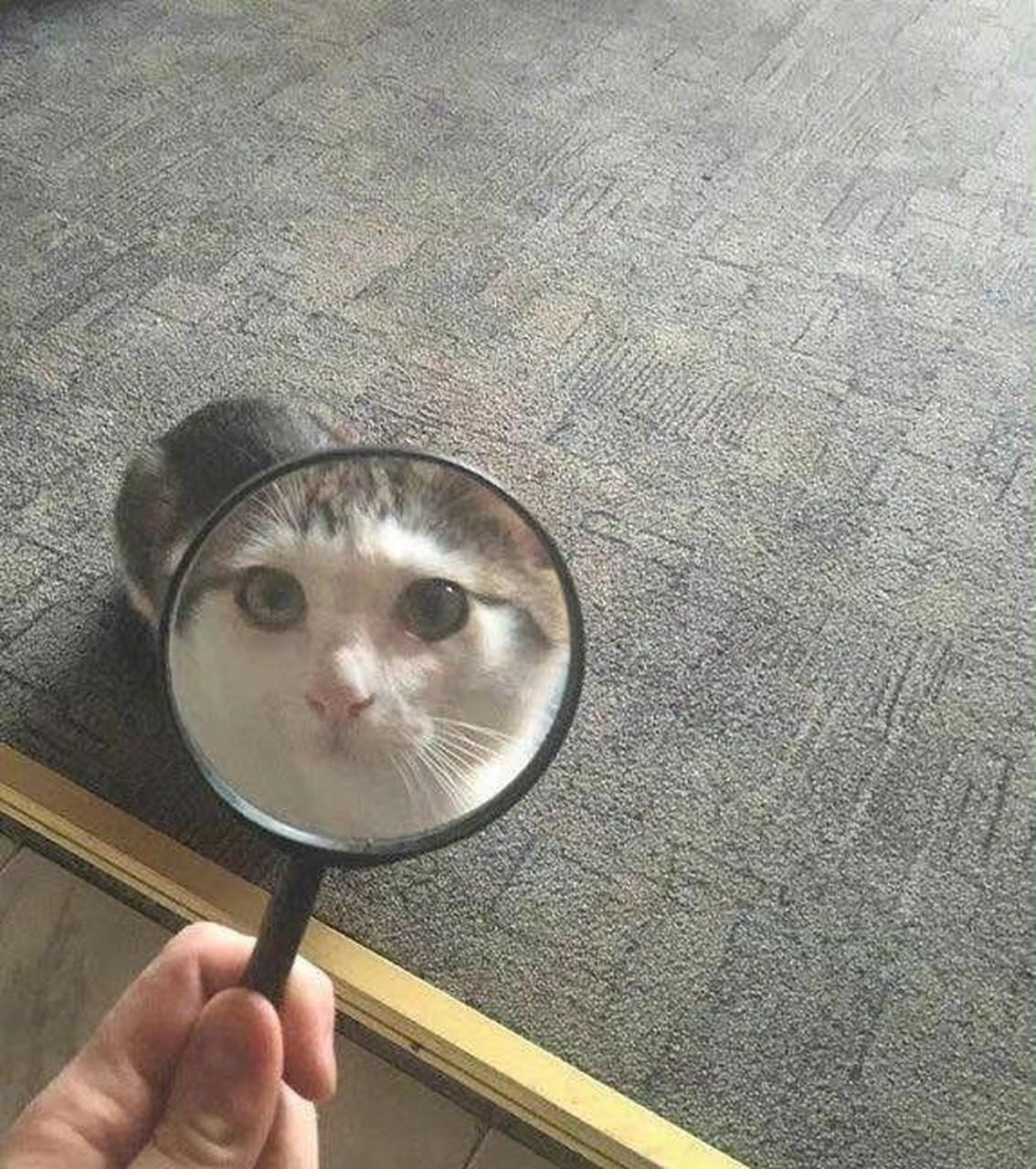 放大镜照喵星人,下一秒它的脸变得超凶 #中国版chatgpt来了# #搞笑