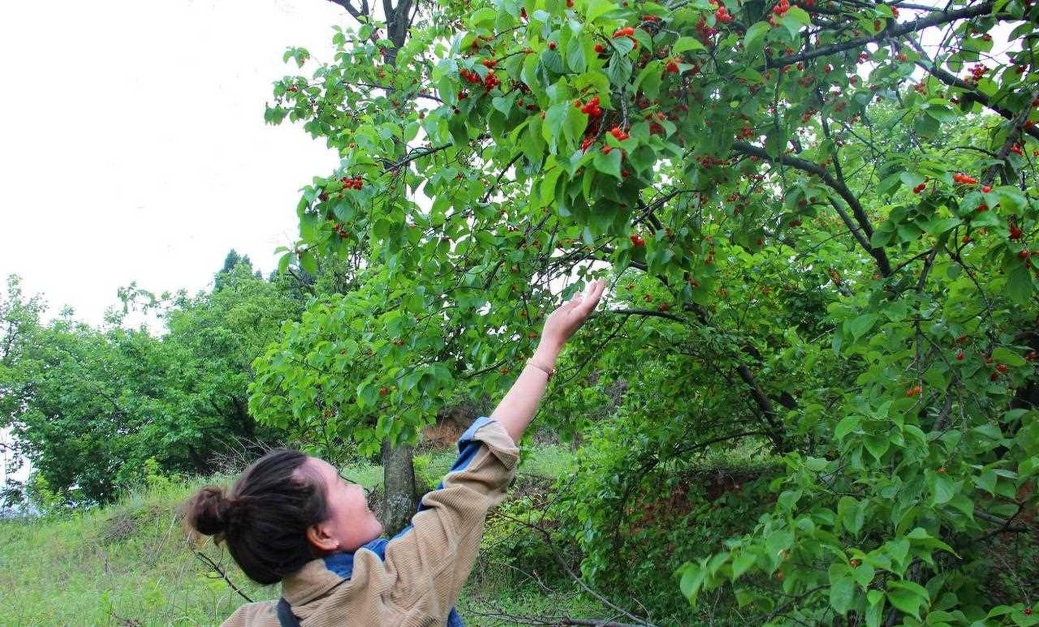 卢氏樱桃沟的樱桃熟了,辐射周边各村,镇