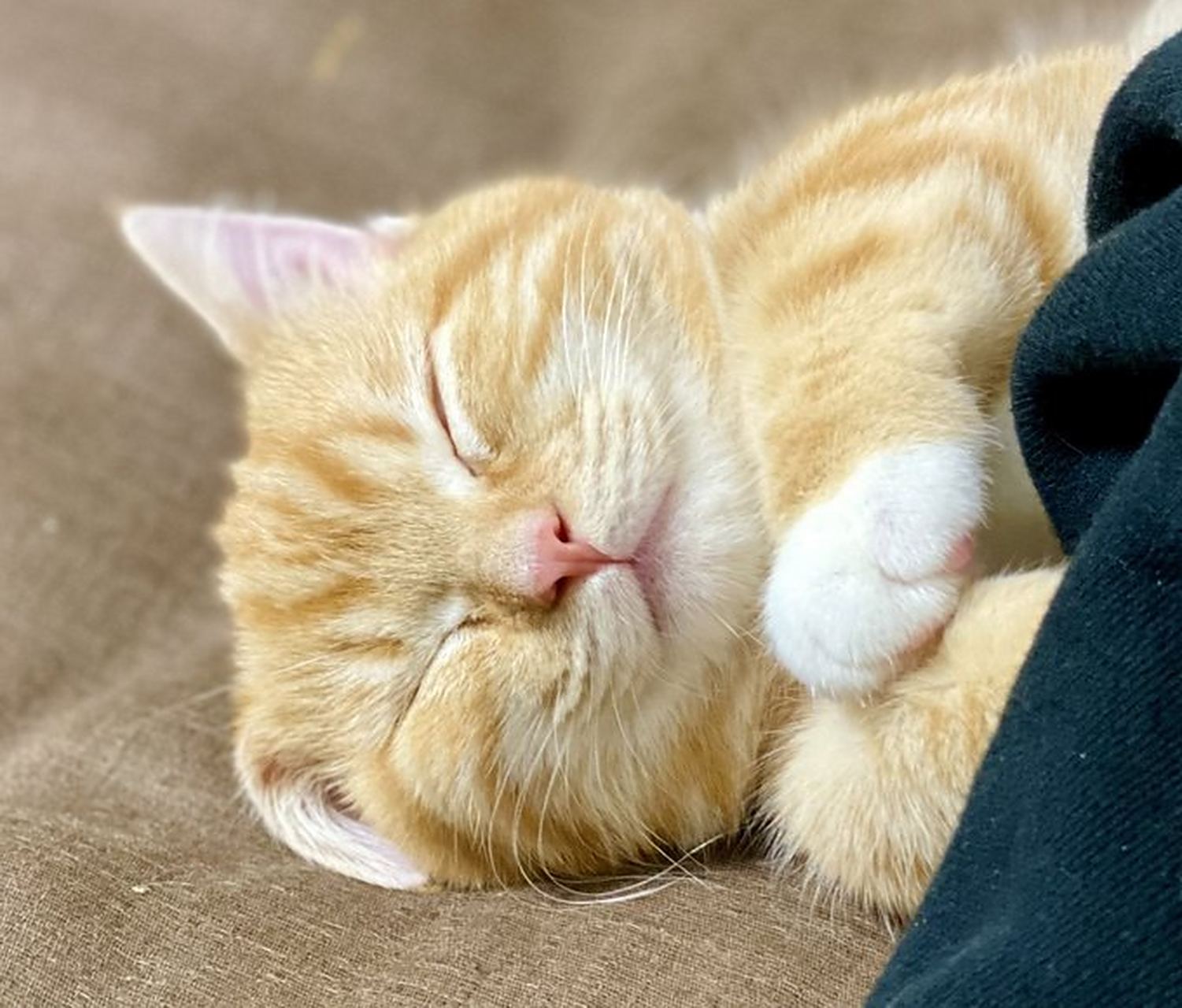 对这样睡觉的小猫咪毫无抵抗力!  小猫咪有多可爱?